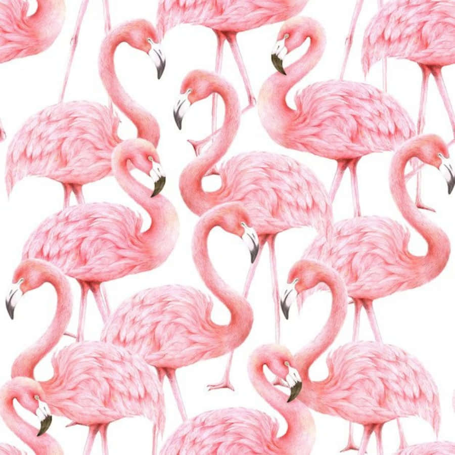Pink Flamingos 桌布 壁紙 — 重複圖案，粉紅色紅鶴彎曲脖子，襯托在潔白背景上。