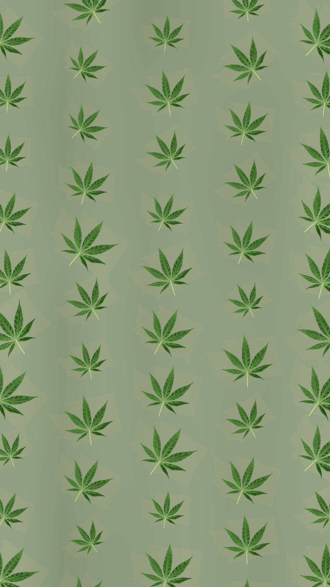 圖案 桌布 壁紙 — 重複的大麻葉片以不同深淺的綠色呈現，在柔和的鼠尾草色背景上，形成植物壁紙圖案。