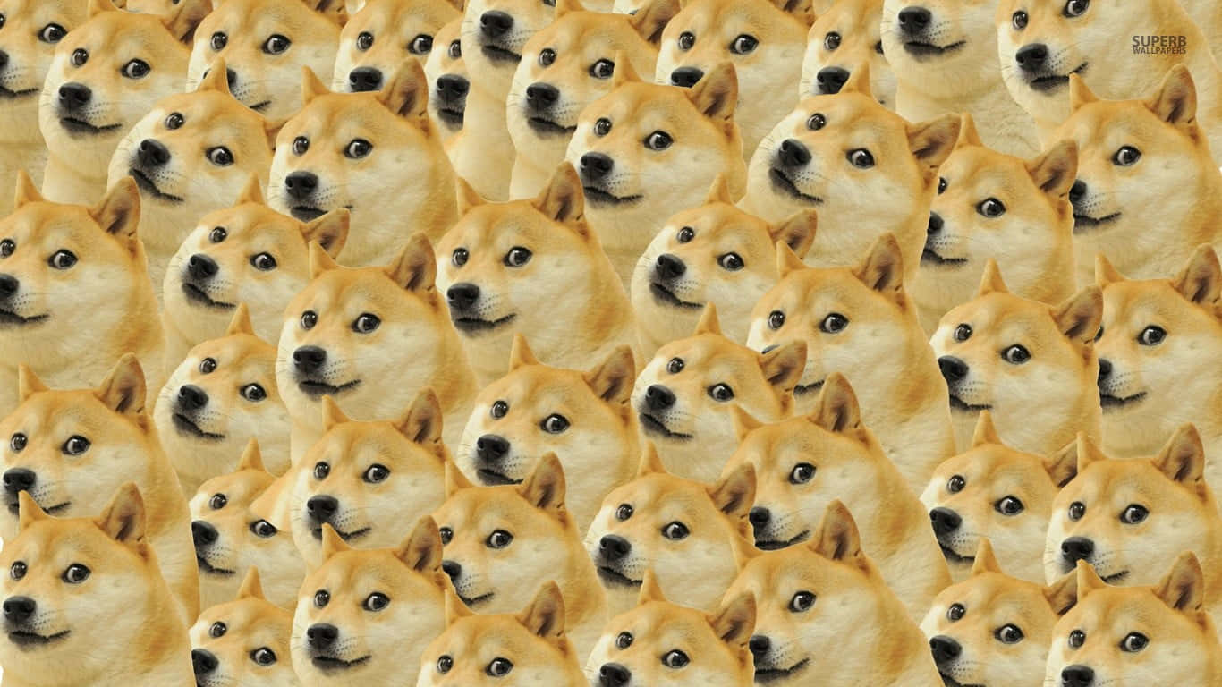 meme 桌布 壁紙 — 重複的柴犬臉部圖案，眼睛大而圓，頭部傾斜，採用溫暖的金色色調。