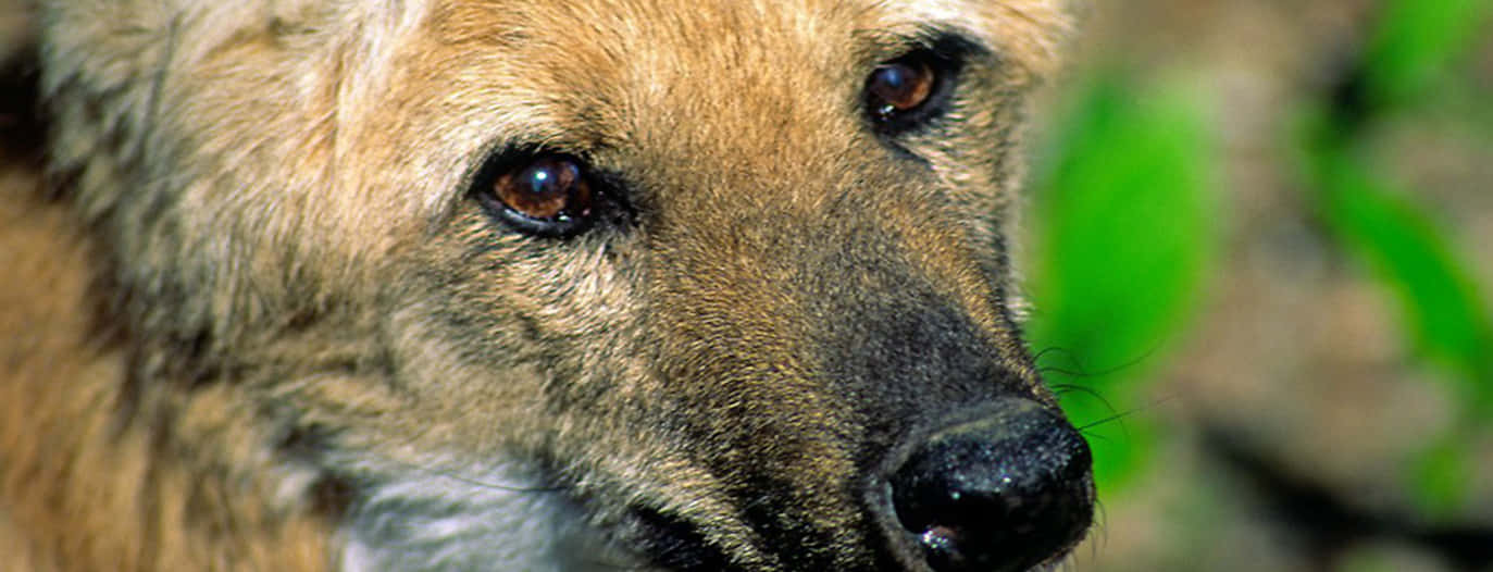 Wolf Eyes 桌布 壁紙 — 野生狗隻的特寫，金色毛髮和深色眼睛，背景是模糊的綠色樹葉，眼神強烈。
