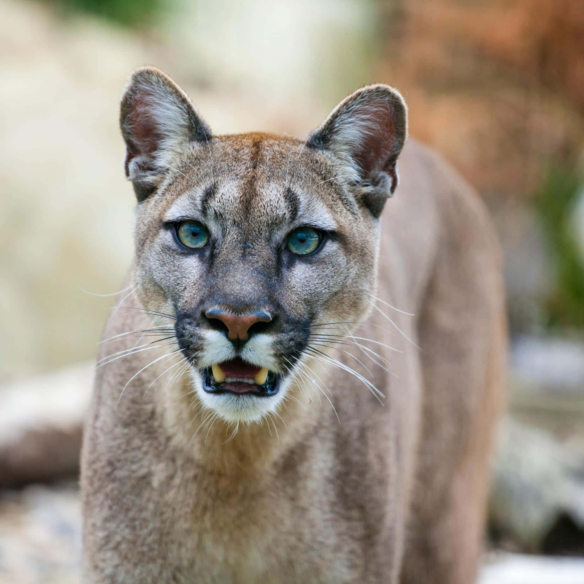 Puma 桌布 壁紙 — 野生美洲獅的特寫，擁有銳利的藍色眼睛，在自然岩石環境中專注地凝視鏡頭。