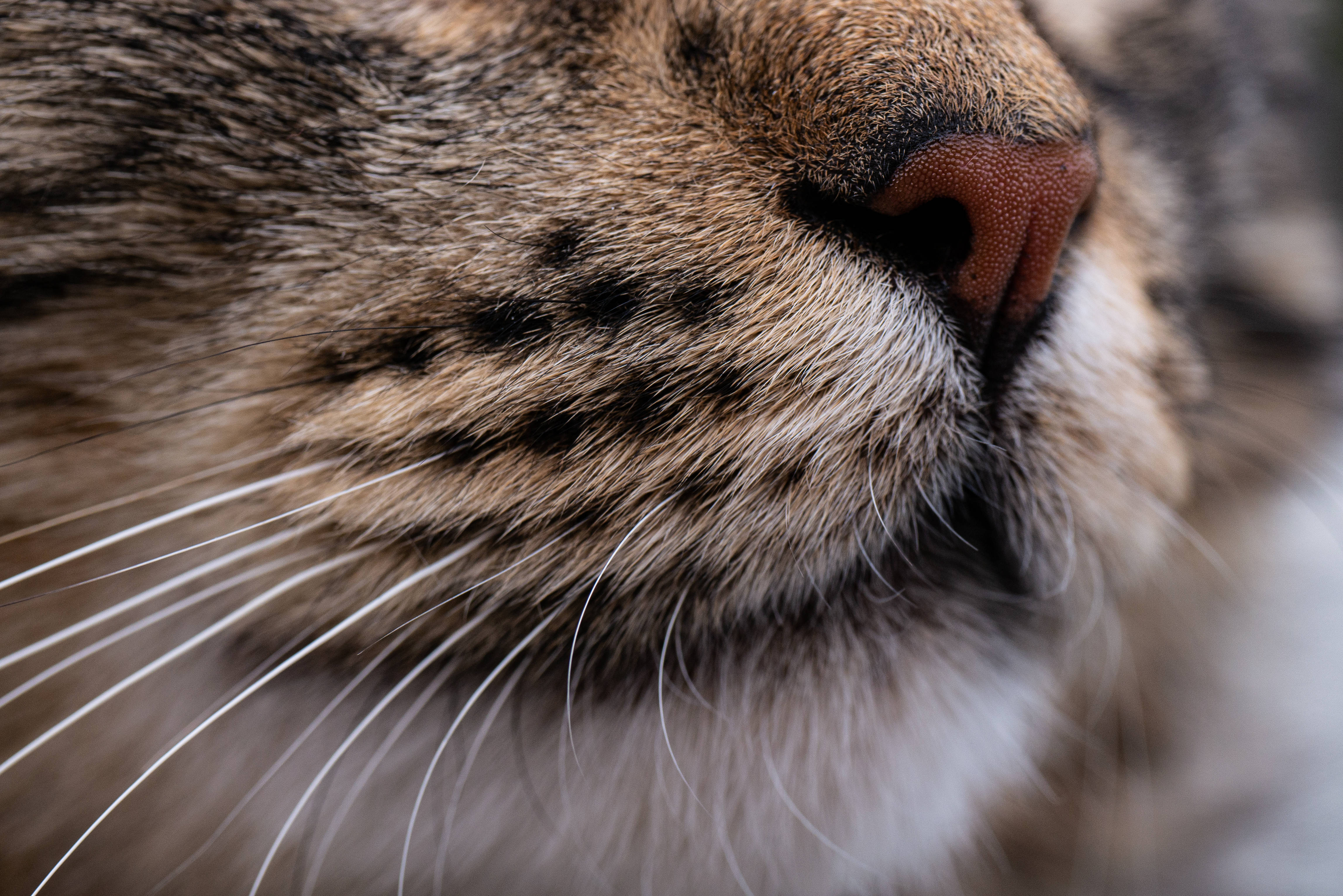 動物 桌布 壁紙 — 野生貓咪鼻子和鬍鬚的特寫照片，毛髮質地細緻，背景柔和。
