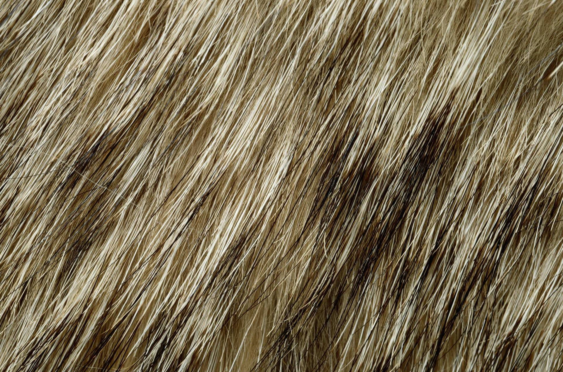 fur 桌布 壁紙 — 金棕色濃密毛髮的特寫，細絲在自然紋理中捕捉光線。