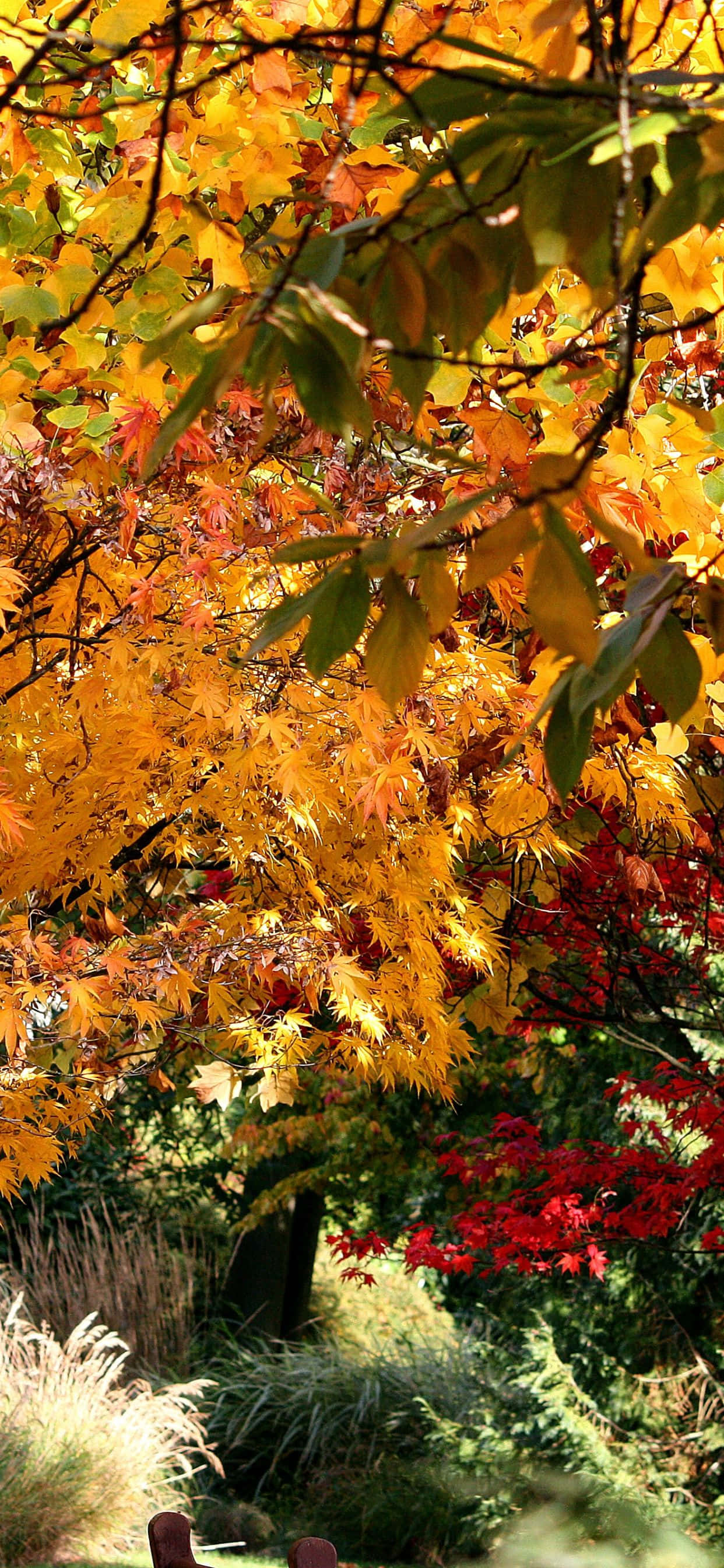 iPhone Xs Max Autumn 桌布 壁紙 — 金橙色和火紅色的鮮豔秋葉在陽光照耀的樹枝間傾瀉而下，背景是綠意和柔軟的草地。