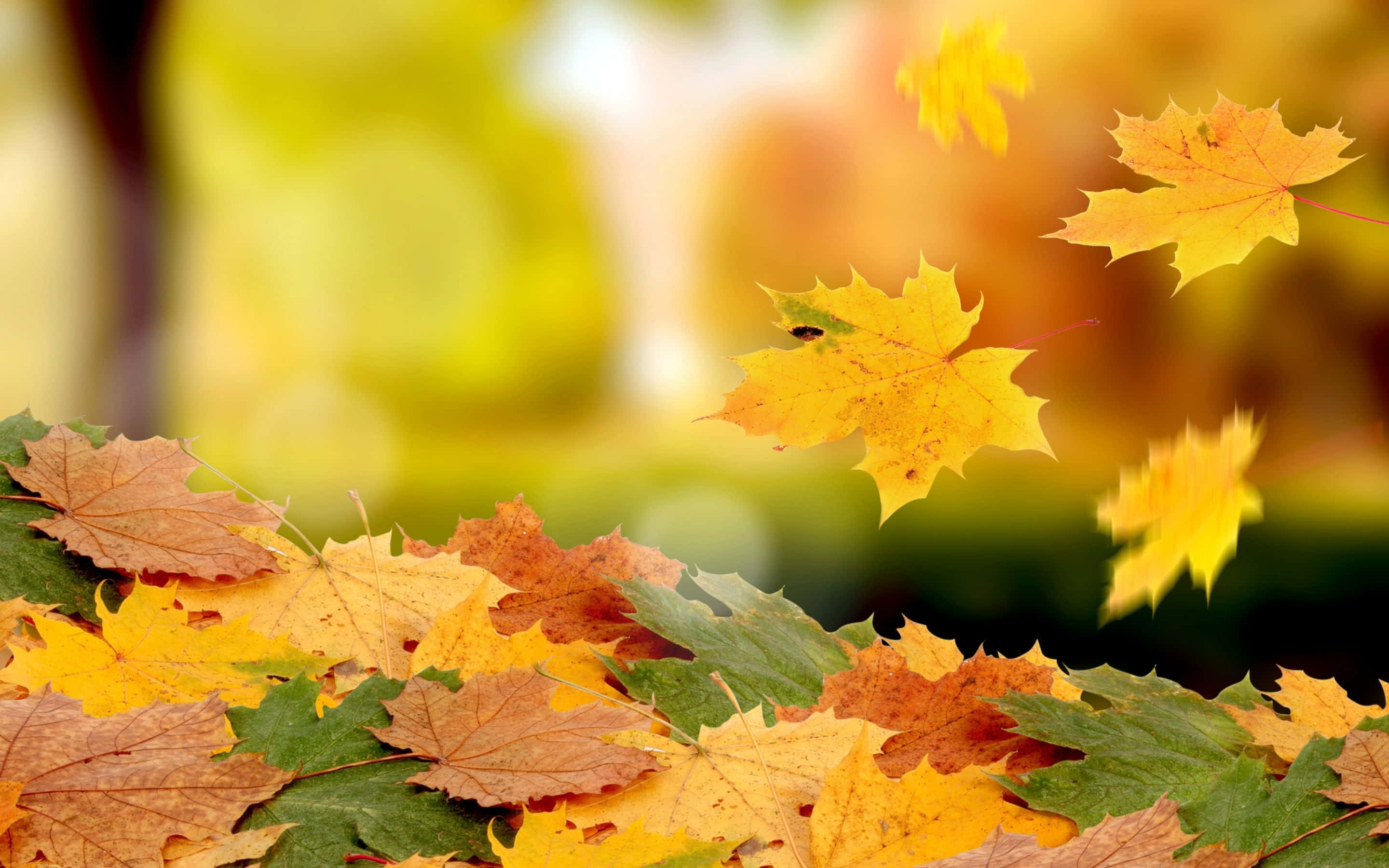 Simple Fall 桌布 壁紙 — 金橙色和綠色調的鮮豔秋楓葉在前景中層疊，背景是柔和模糊的森林。