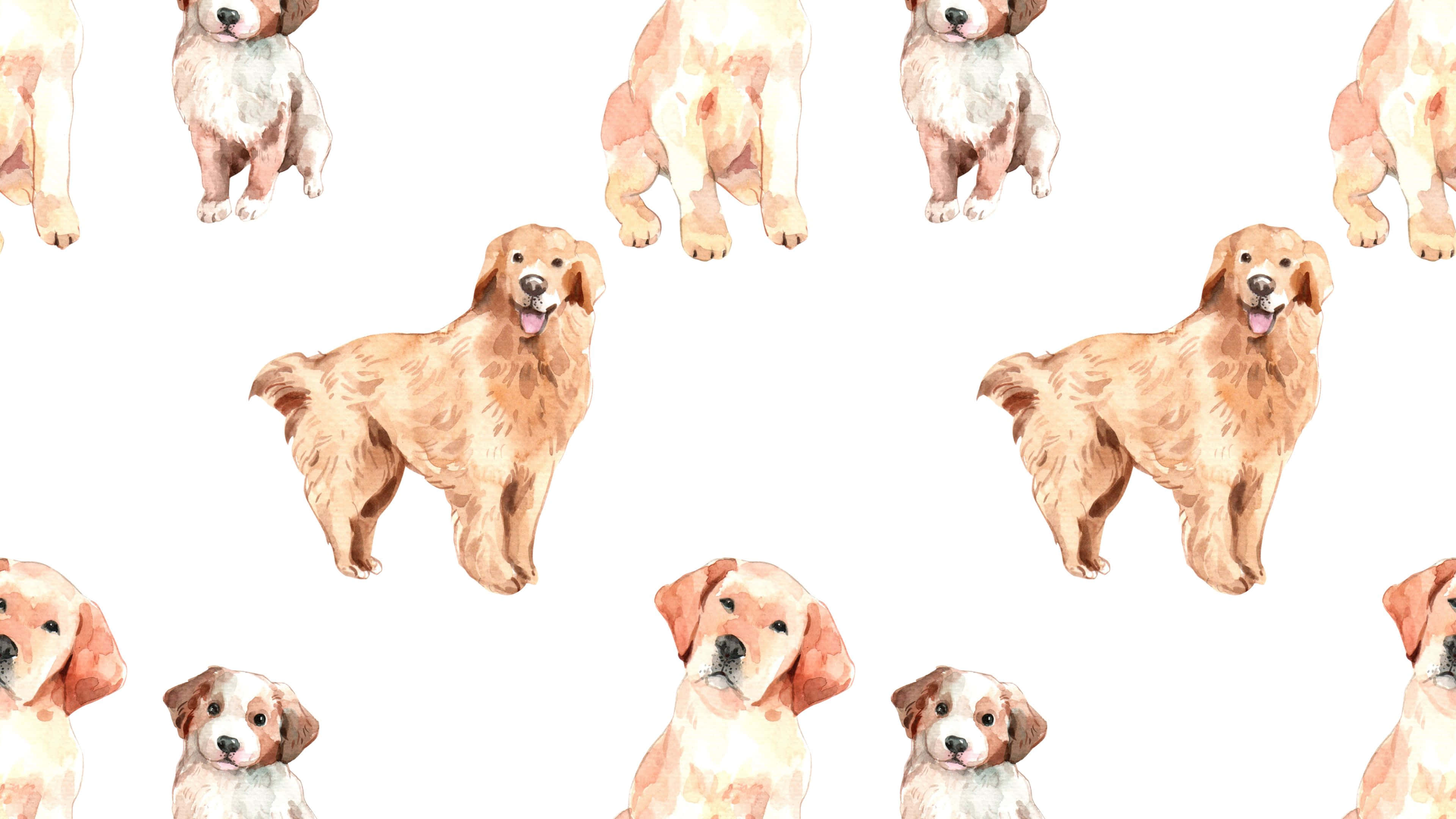 cute dogs 桌布 壁紙 — 金毛尋回犬及幼犬在白色背景上坐立的水彩圖案。