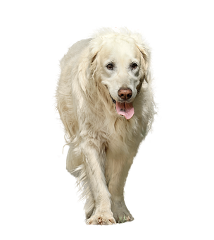 金毛獵犬黑色背景 壁紙