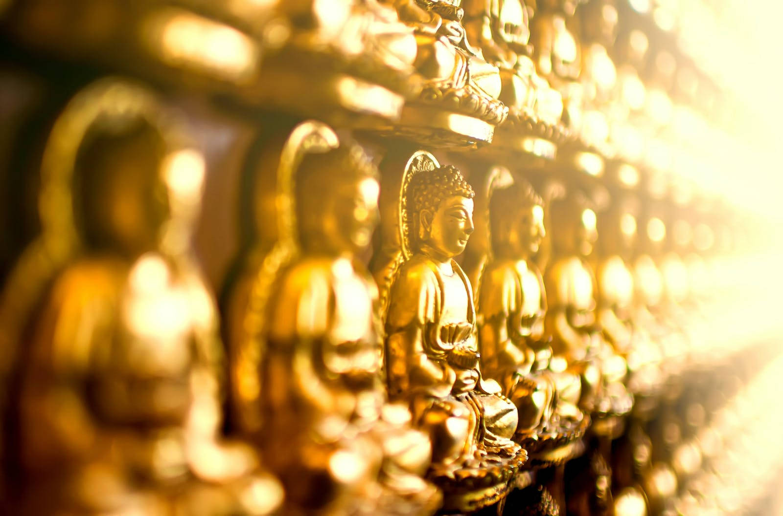 Gautam Buddha 桌布 壁紙 — 金色佛像整齊排列，沐浴在溫暖的陽光下，營造出寧靜的精神氛圍。