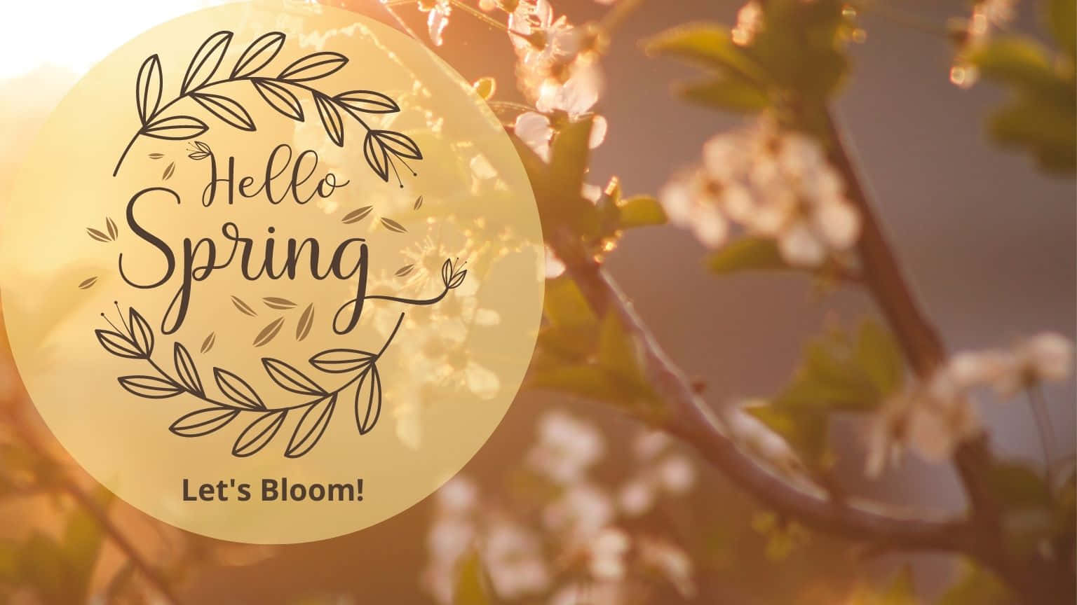 1536x864 桌布 壁紙 — 金色圓形圖案，帶有「Hello Spring Let's Bloom!」文字，由葉子花環環繞，疊在盛開的白色花朵和陽光照射的樹枝上。