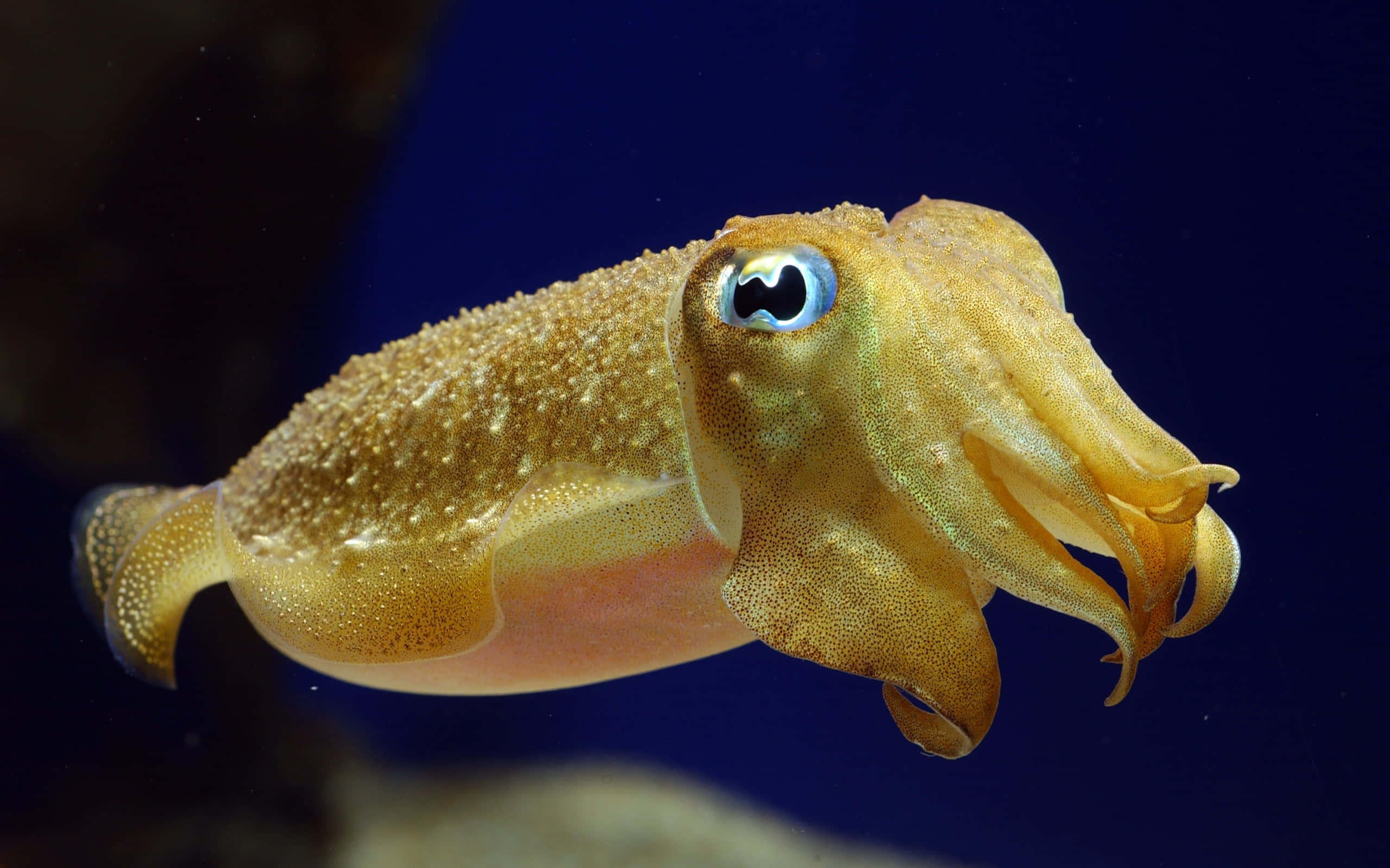 Giant Squid 桌布 壁紙 — 金色墨魚的特寫，擁有引人注目的藍色眼睛，在深藍色的海水中滑行。