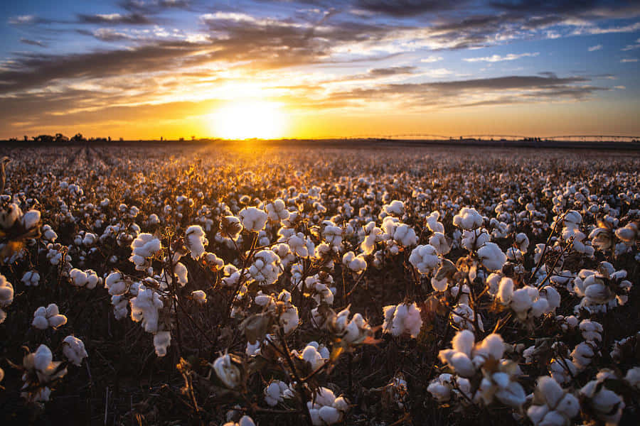 Cotton Field 桌布 壁紙 — 金色夕陽以溫暖光線沐浴廣闊棉花田， fluffy白色棉球在戲劇性天空下閃耀。