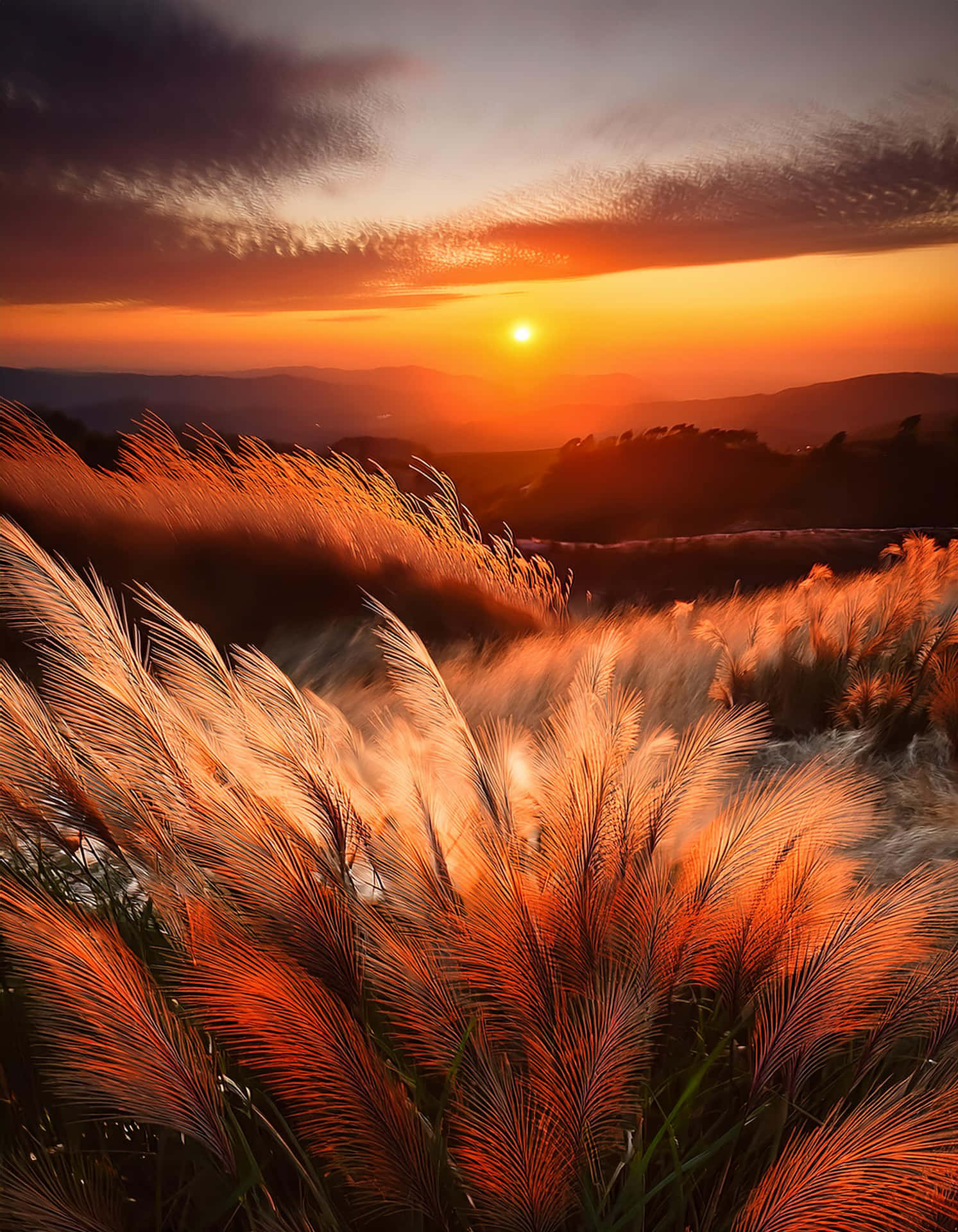 Golden Fields at Sunset 壁紙 — 金色夕陽以溫暖光線沐浴羽毛般的草，遠山逐漸消失在暮色中。