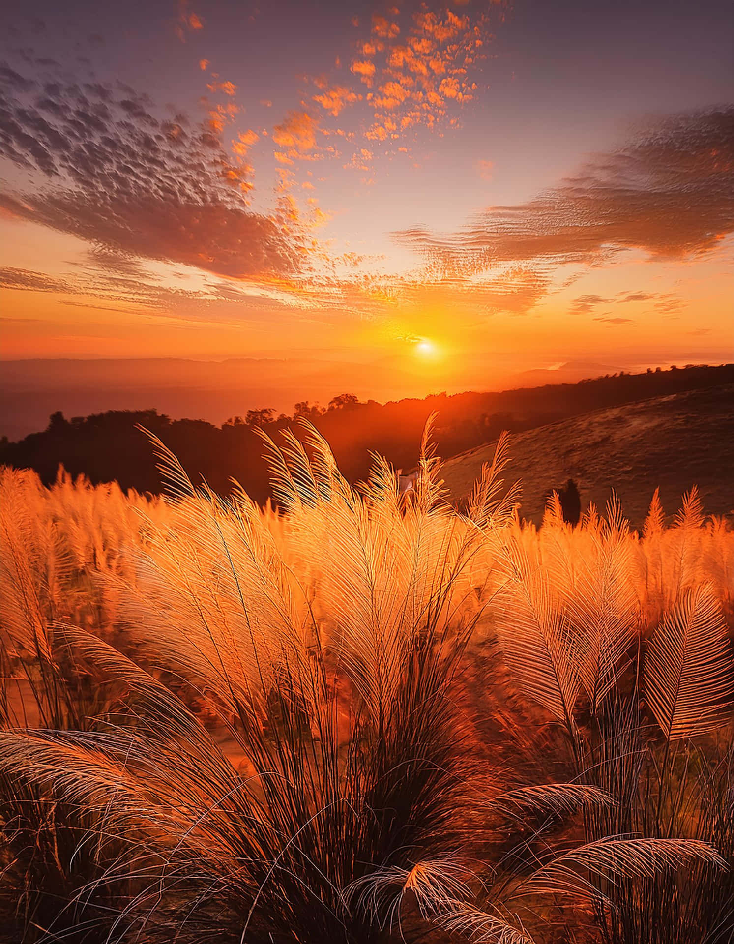 Golden Fields at Sunset 壁紙 — 金色夕陽以溫暖光線沐浴高草，雲彩劃過充滿活力的橙色天空。