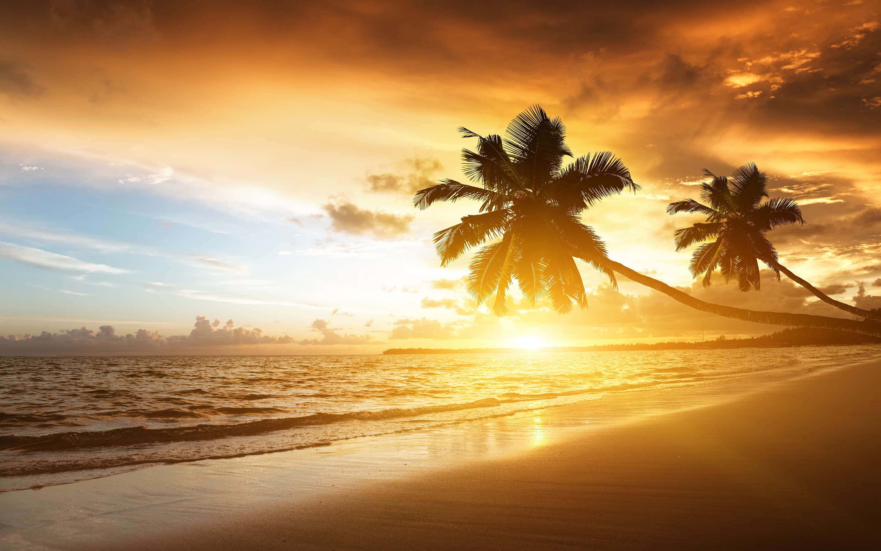 Caribbean 桌布 壁紙 — 金色夕陽在剪影棕櫚樹後閃耀，平靜的熱帶海灘上輕柔波浪拍打。