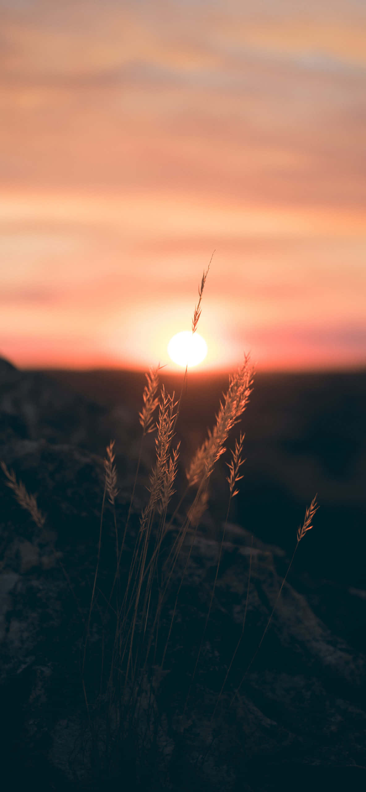 Sunrise iPhone 桌布 壁紙 — 金色夕陽在剪影般的草叢後發光，映襯著柔和的橙色和粉紅色天空。