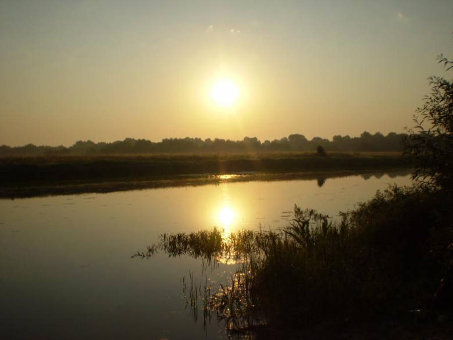 Sunrise Nature 桌布 壁紙 — 金色夕陽在平靜水面上落下，反射光芒，蘆葦和遠樹形成剪影。