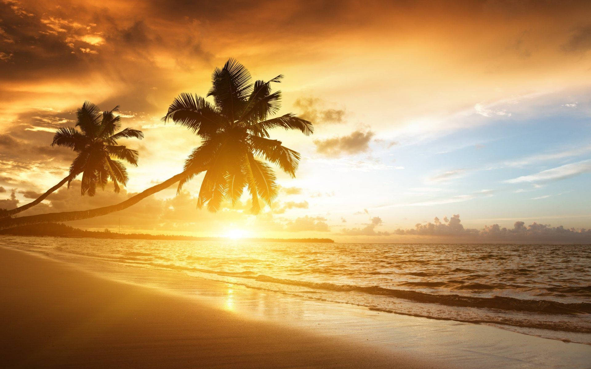 Sunset Beach 桌布 壁紙 — 金色夕陽在平靜熱帶海灘上棕櫚樹的剪影後方閃耀，伴隨著輕柔的海浪。