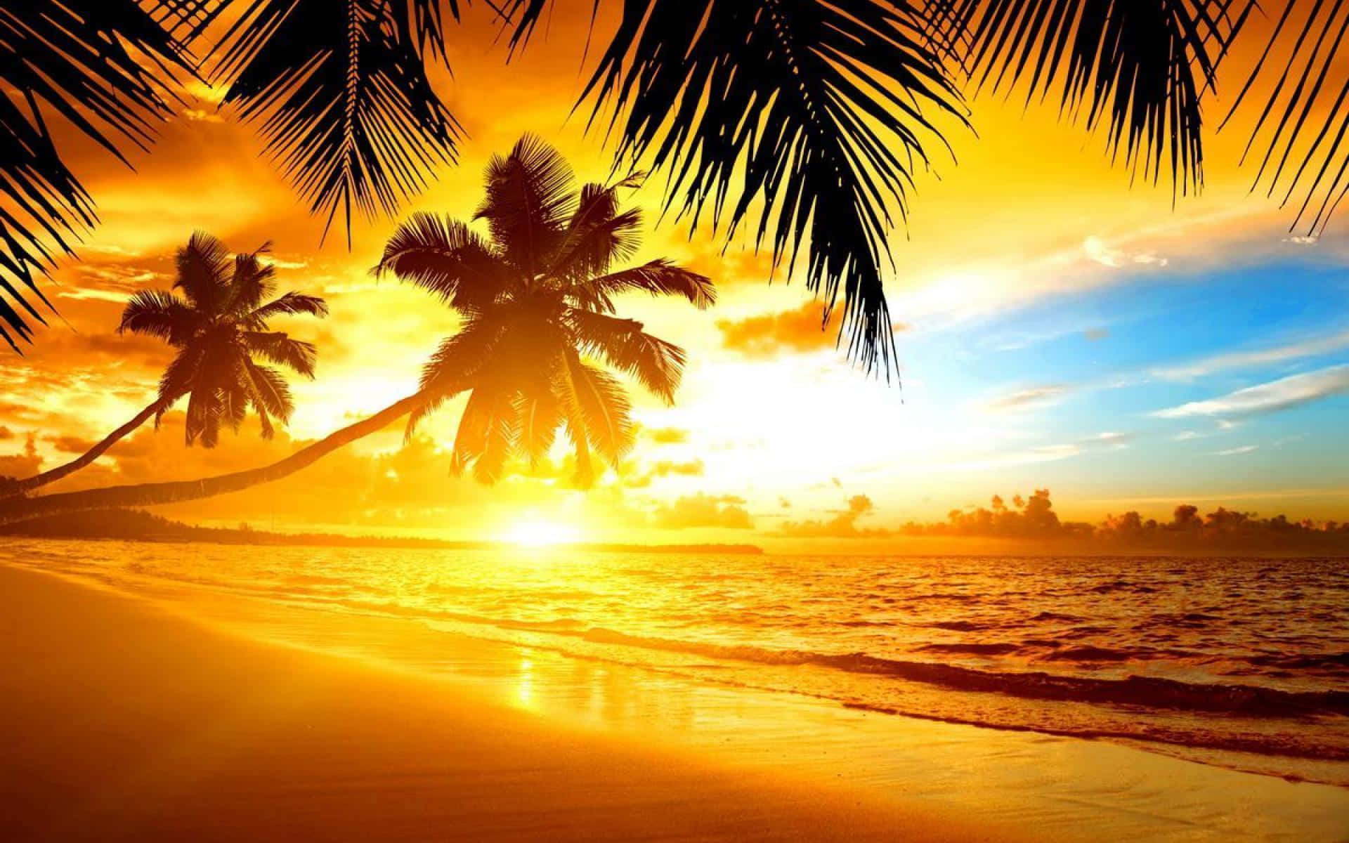 Tropical 桌布 壁紙 — 金色夕陽在棕櫚樹剪影後發光，在寧靜的熱帶海灘上投下長長的影子。