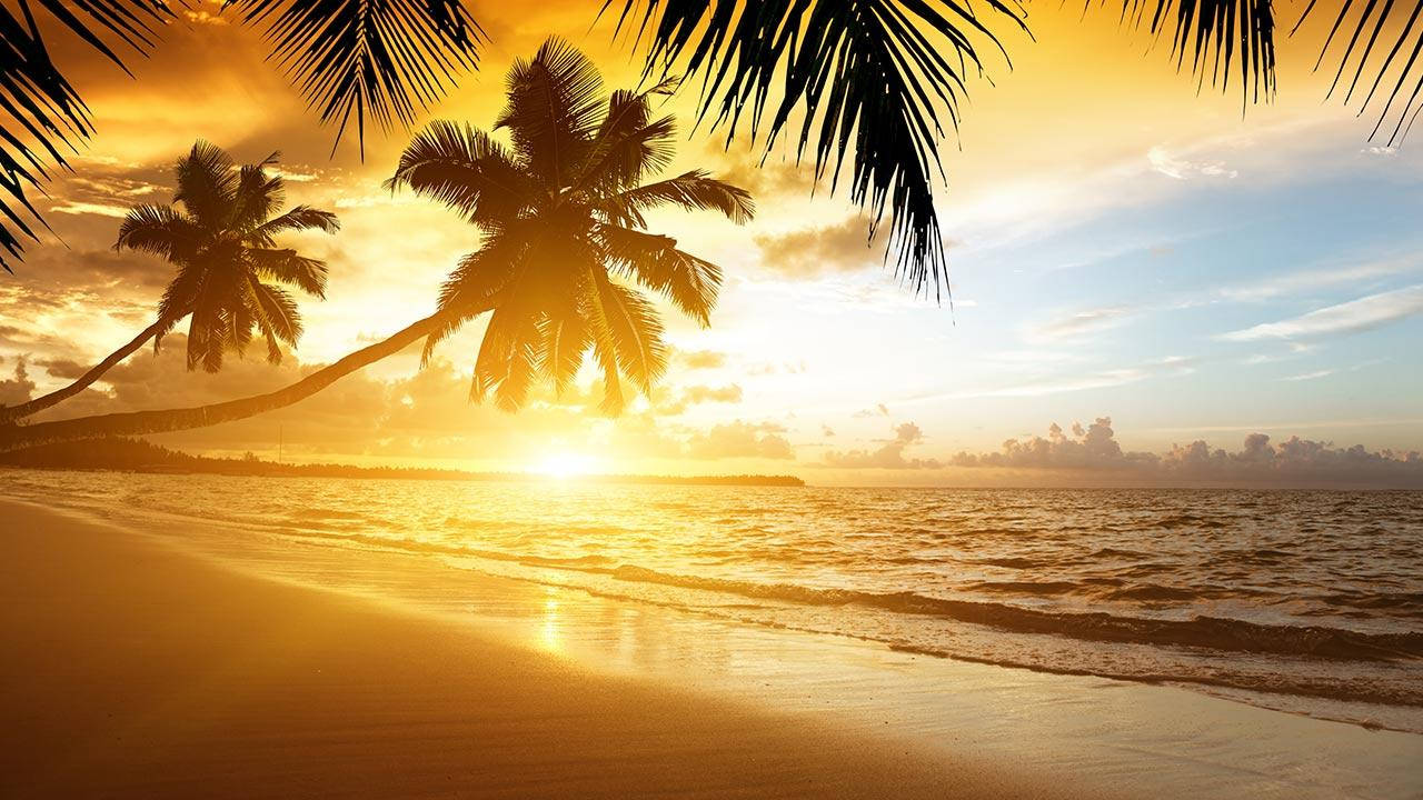 海灘 桌布 壁紙 — 金色夕陽在棕櫚樹剪影後發光，在寧靜的熱帶海灘上投下長長的影子。