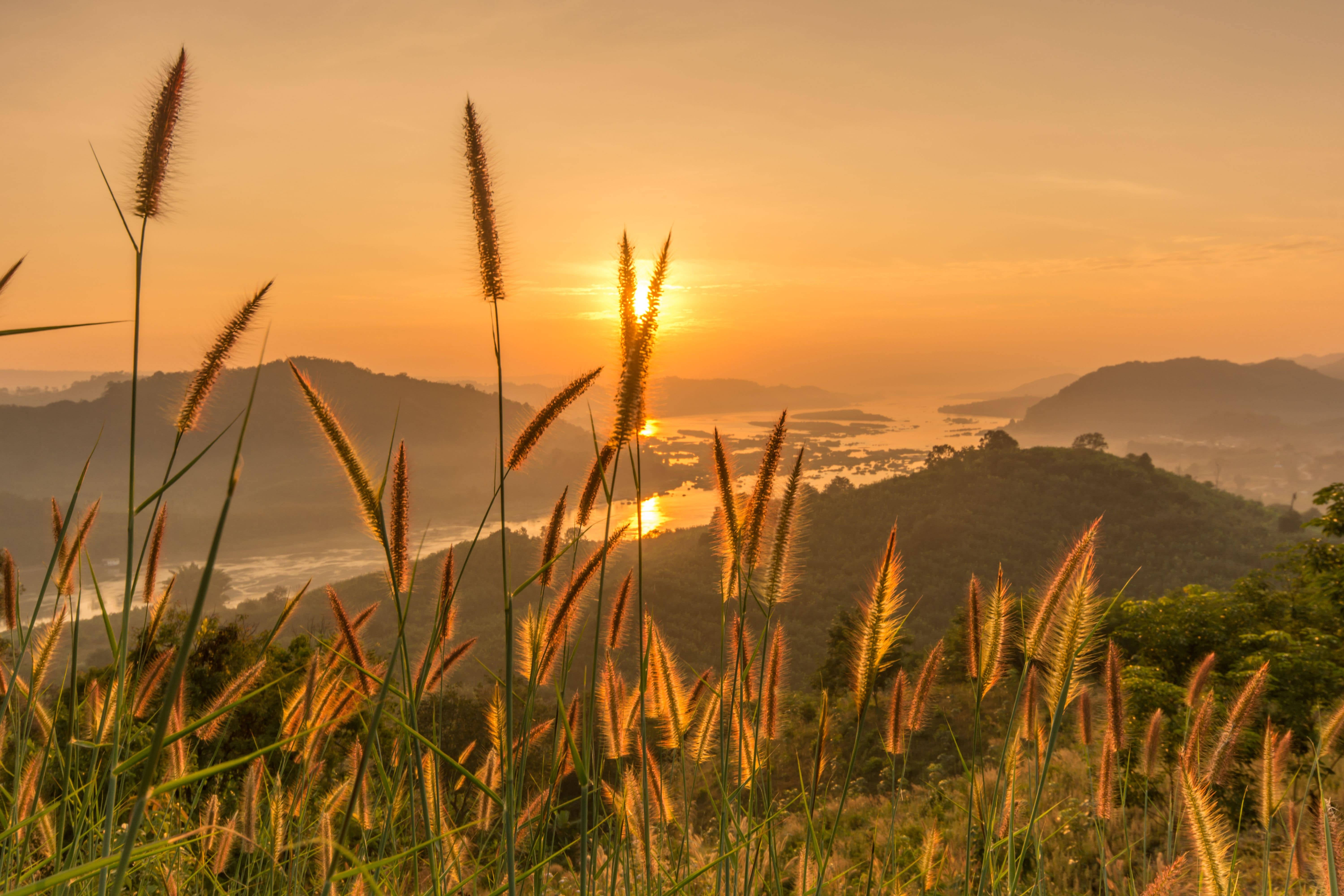 自然 4K 桌布 壁紙 — 金色夕陽在高草後發光，俯瞰霧氣瀰漫的山谷和遠山。