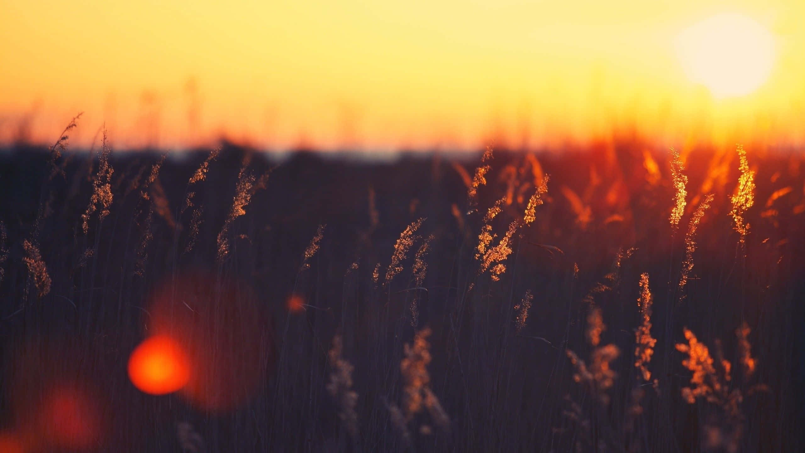 桌布 壁紙 — 金色夕陽在高草後閃耀，營造出溫暖的散景效果和柔和鏡頭光暈。