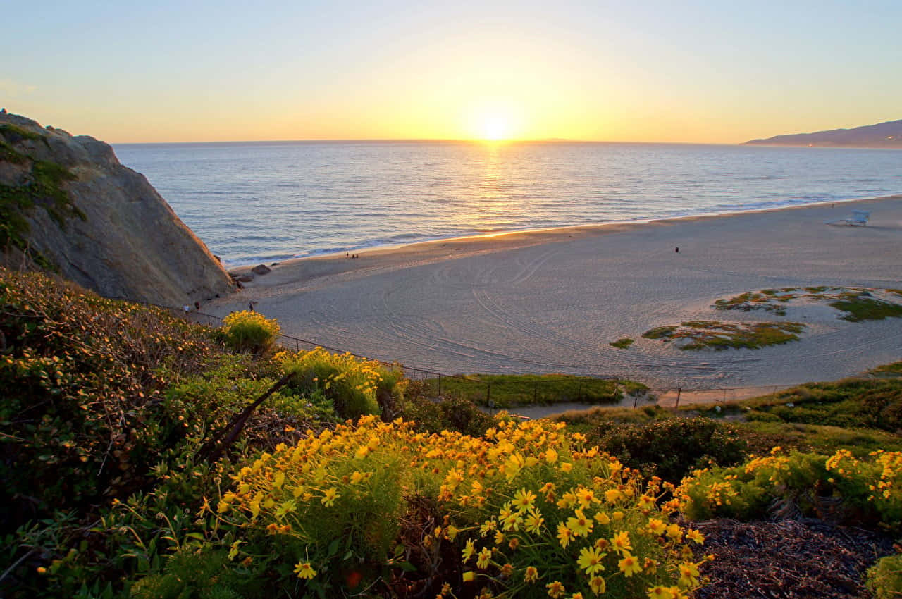 日出 桌布 壁紙 — 金色夕陽灑落在寧靜的海灘上，前景有野花，懸崖俯瞰平靜的海水。