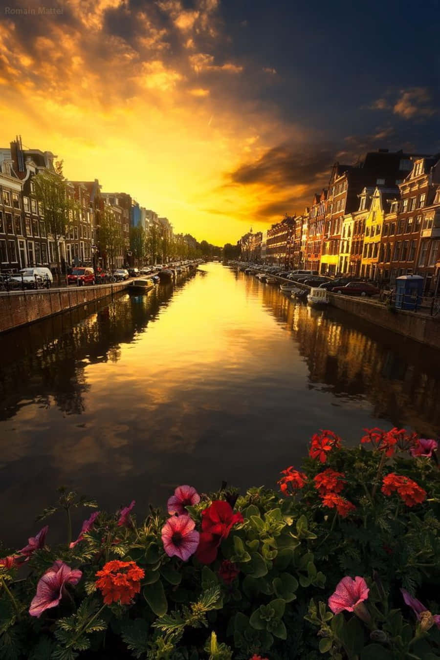 Netherlands 桌布 壁紙 — 金色夕陽照耀阿姆斯特丹運河，前景有鮮豔花朵，水邊排列著歷史建築。