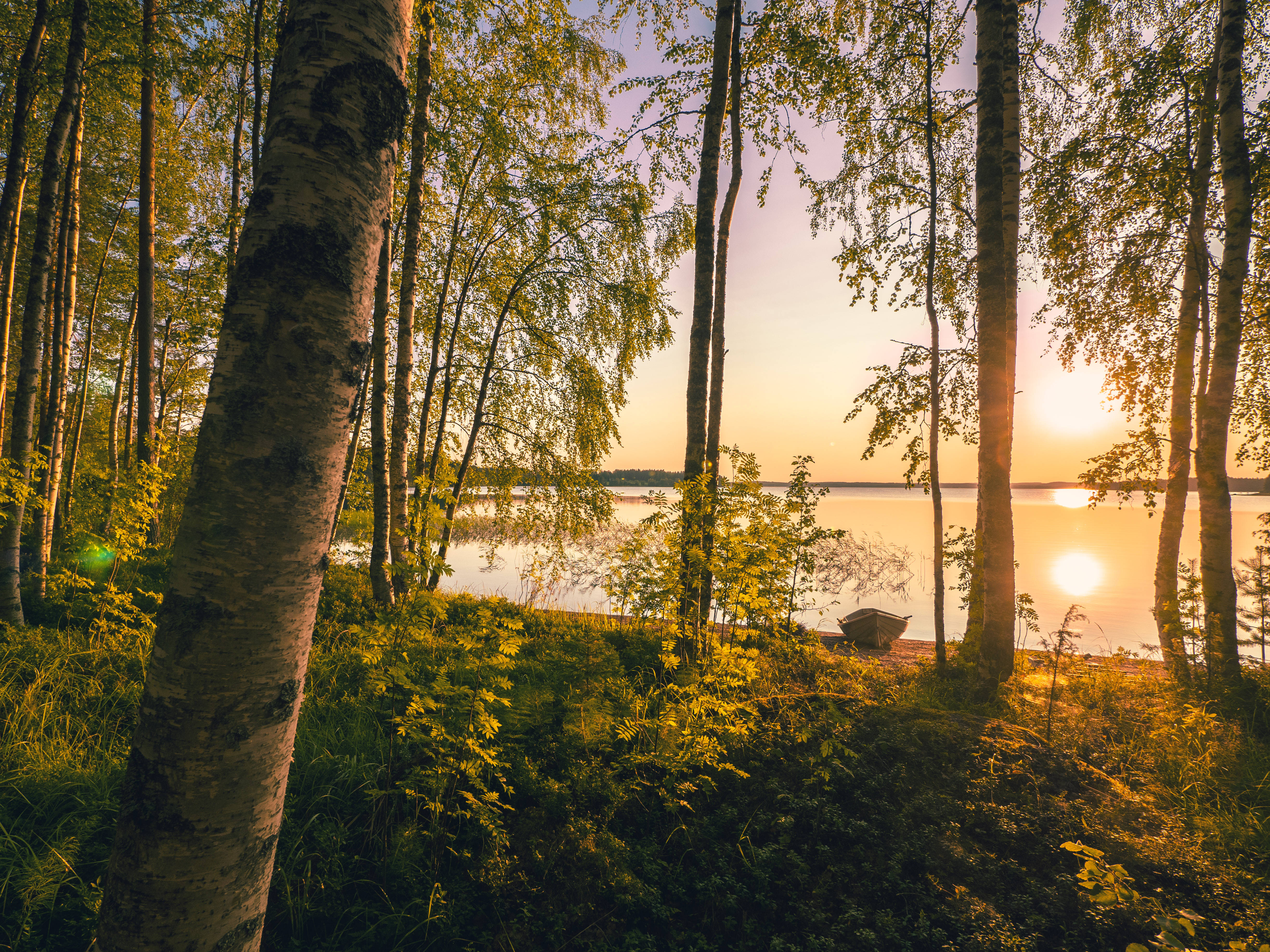 Finland 桌布 壁紙 — 金色夕陽穿過樺樹，將溫暖的光線投射在寧靜的湖面上，湖邊停泊著一艘小船。