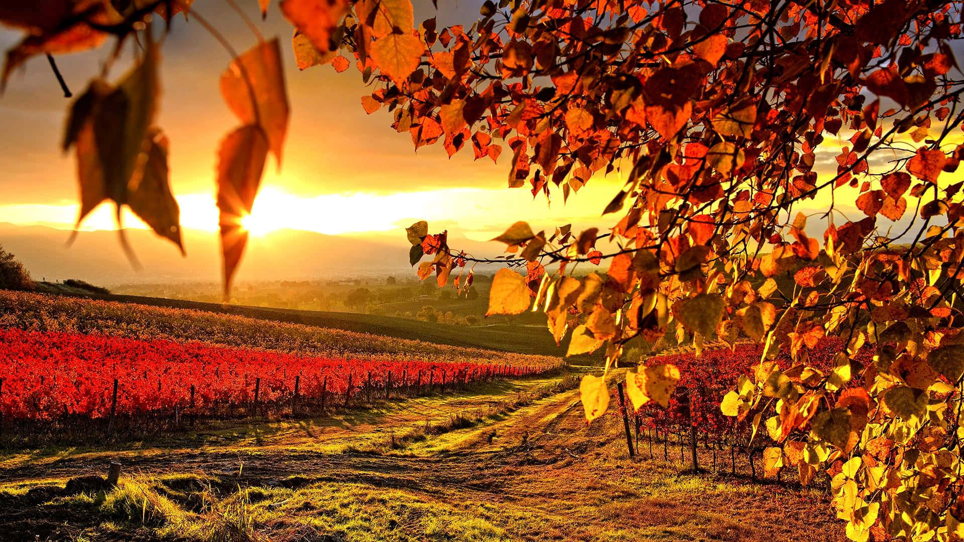 Vineyard 桌布 壁紙 — 金色夕陽穿過秋葉，映襯著寧靜鄉村中一排排的紅色葡萄園。