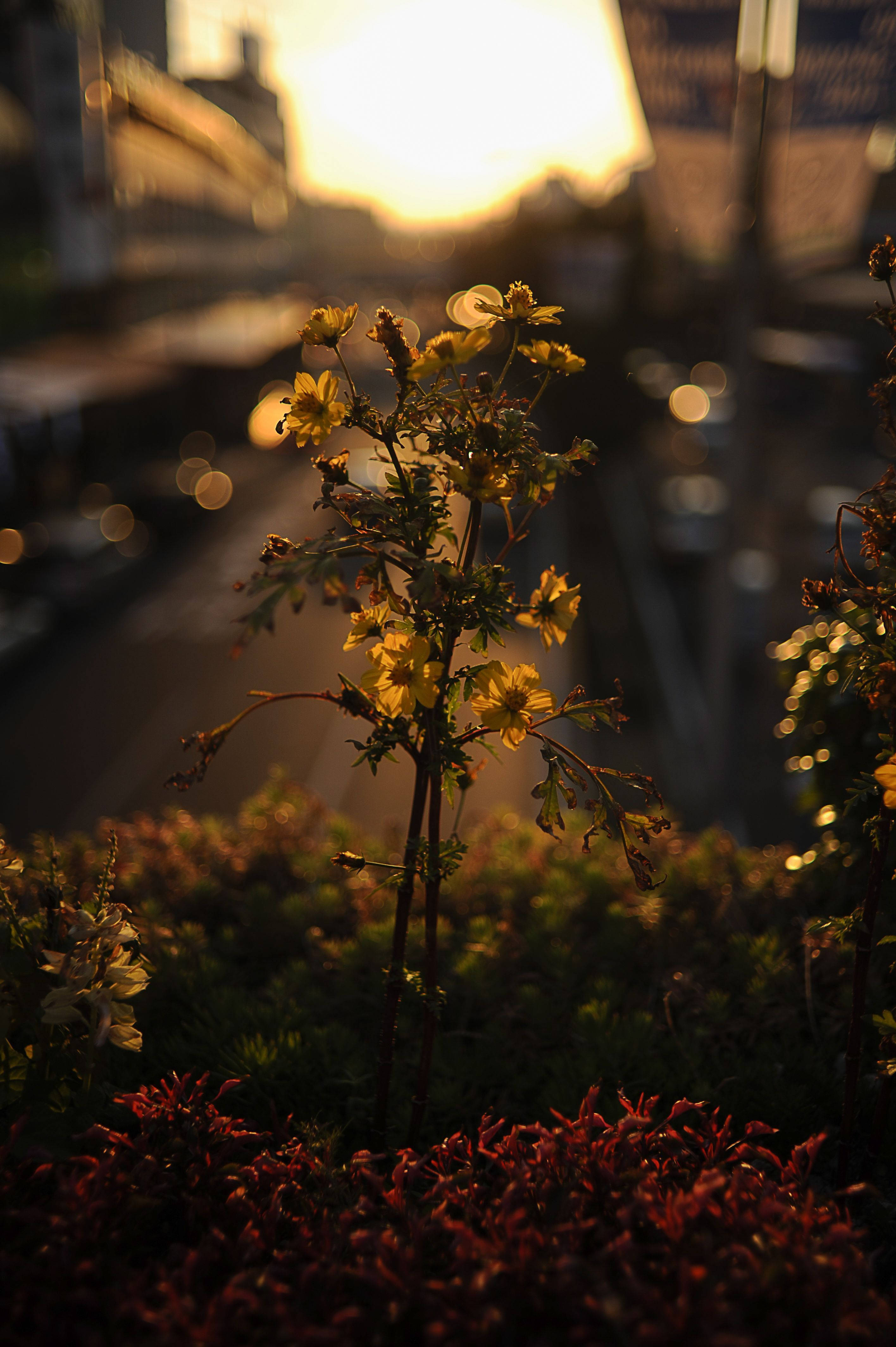 夏日美學動畫 桌布 壁紙 — 金色夕陽背光映襯著嬌嫩的黃色花朵和紅色樹葉，背景是模糊的城市街景。