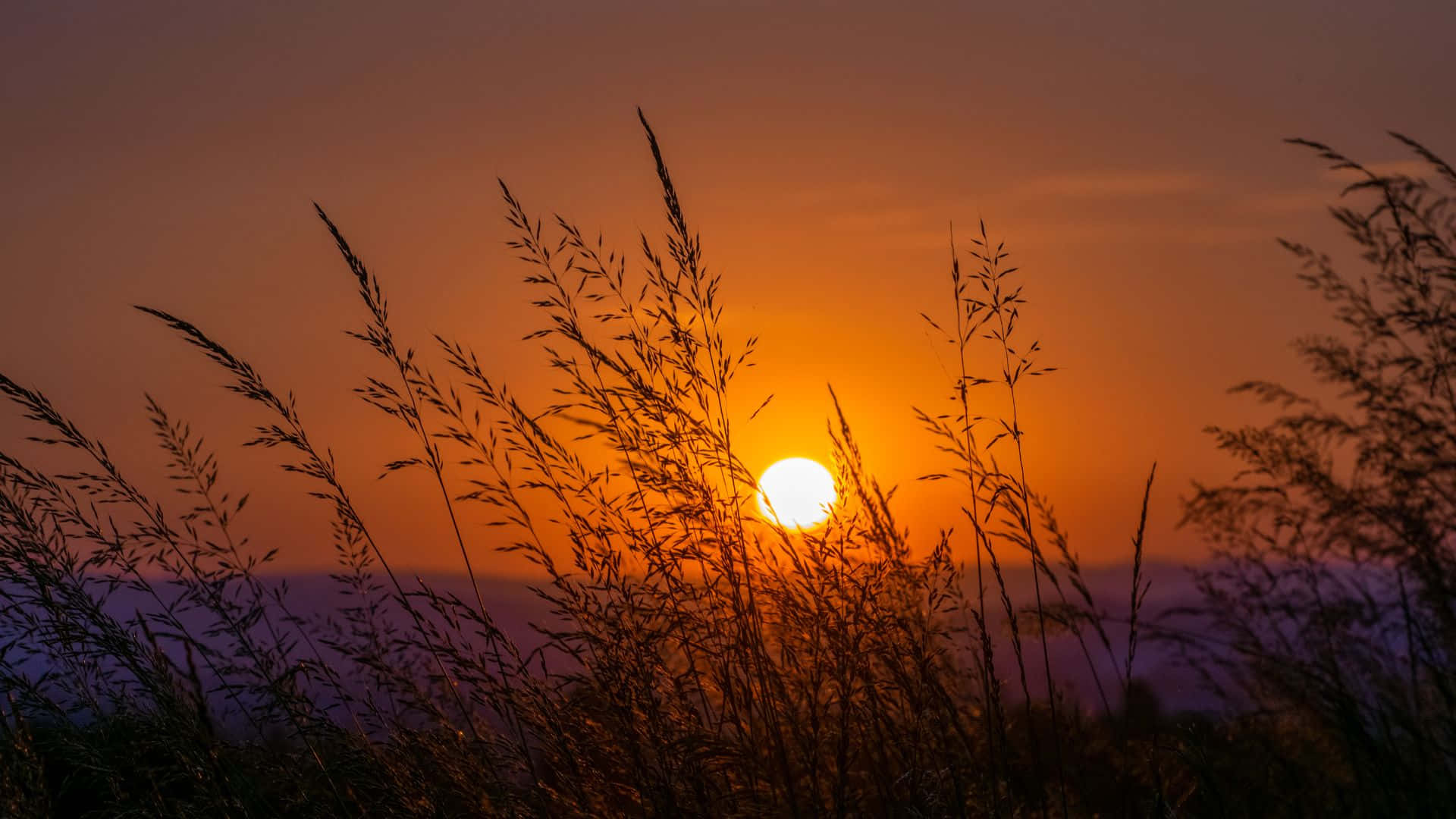 Sunset 壁紙 — 金色夕陽落在高草後面，在紫色地平線上投射出溫暖的橙色光芒。