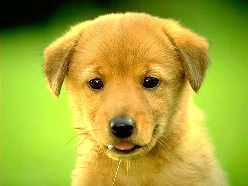 golden retriever puppy 桌布 壁紙 — 金色小狗的特寫，深色眼睛，嘴邊有一小片草葉，背景是充滿活力的綠色。