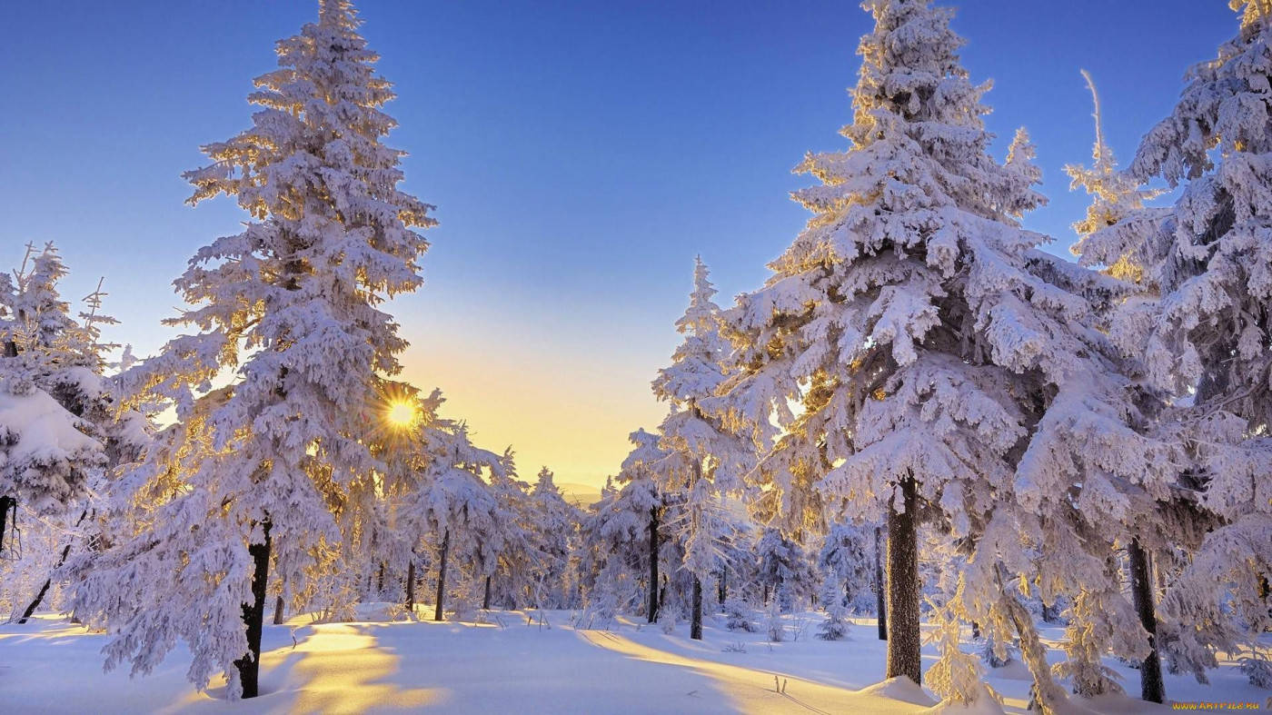 雪 桌布 壁紙 — 金色日出時，陽光穿過積雪的松樹，在寧靜的冬季森林中閃爍。