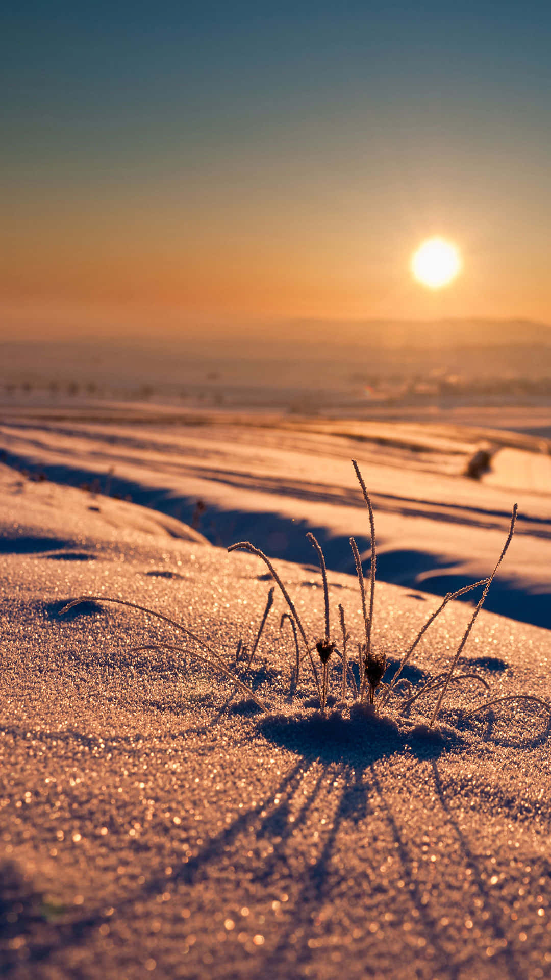 雪中結霜的草沐浴在金色日出光中 — 太陽 GIF 壁紙