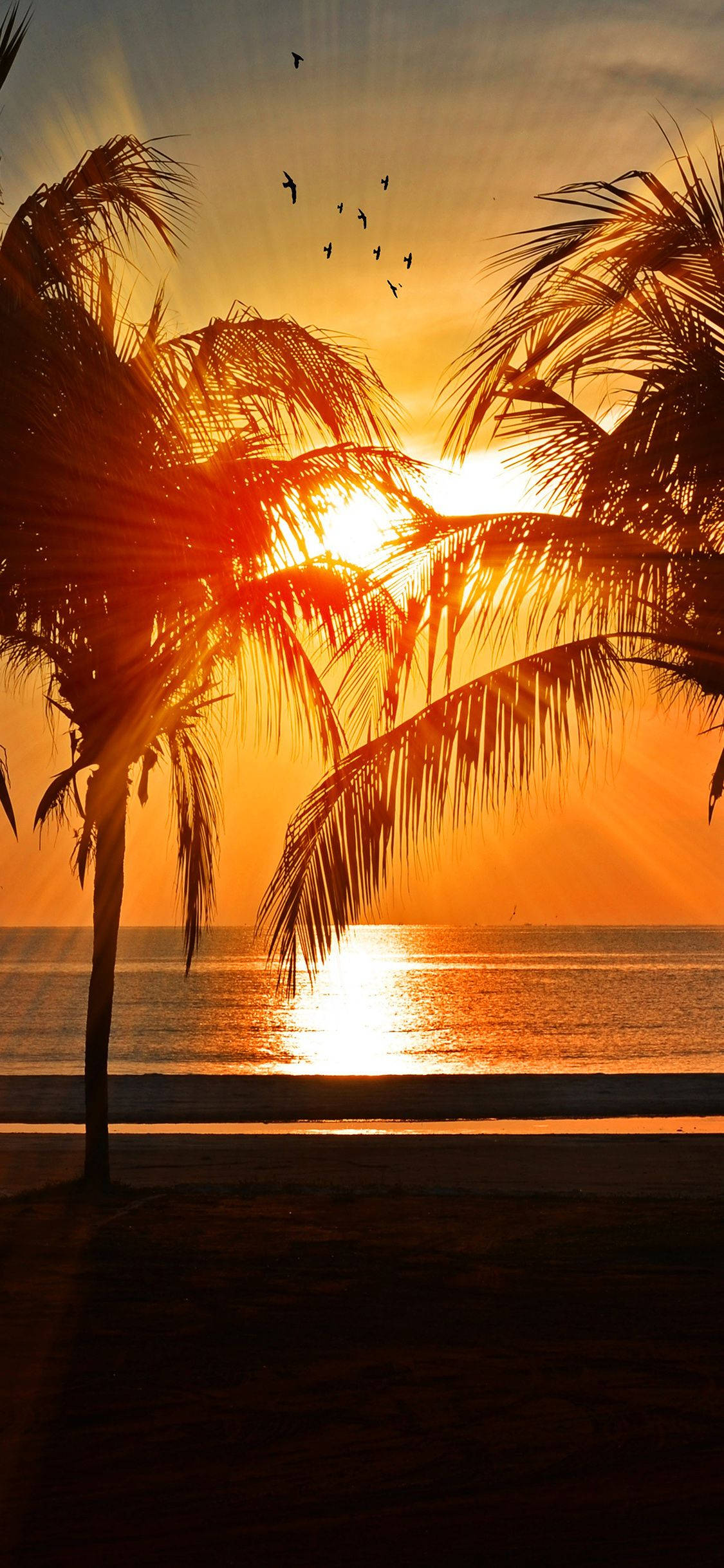 Beautiful Sunset 桌布 壁紙 — 金色日落於剪影棕櫚樹後方閃耀，在黃昏時分將燦爛光束投射於平靜的海洋上。