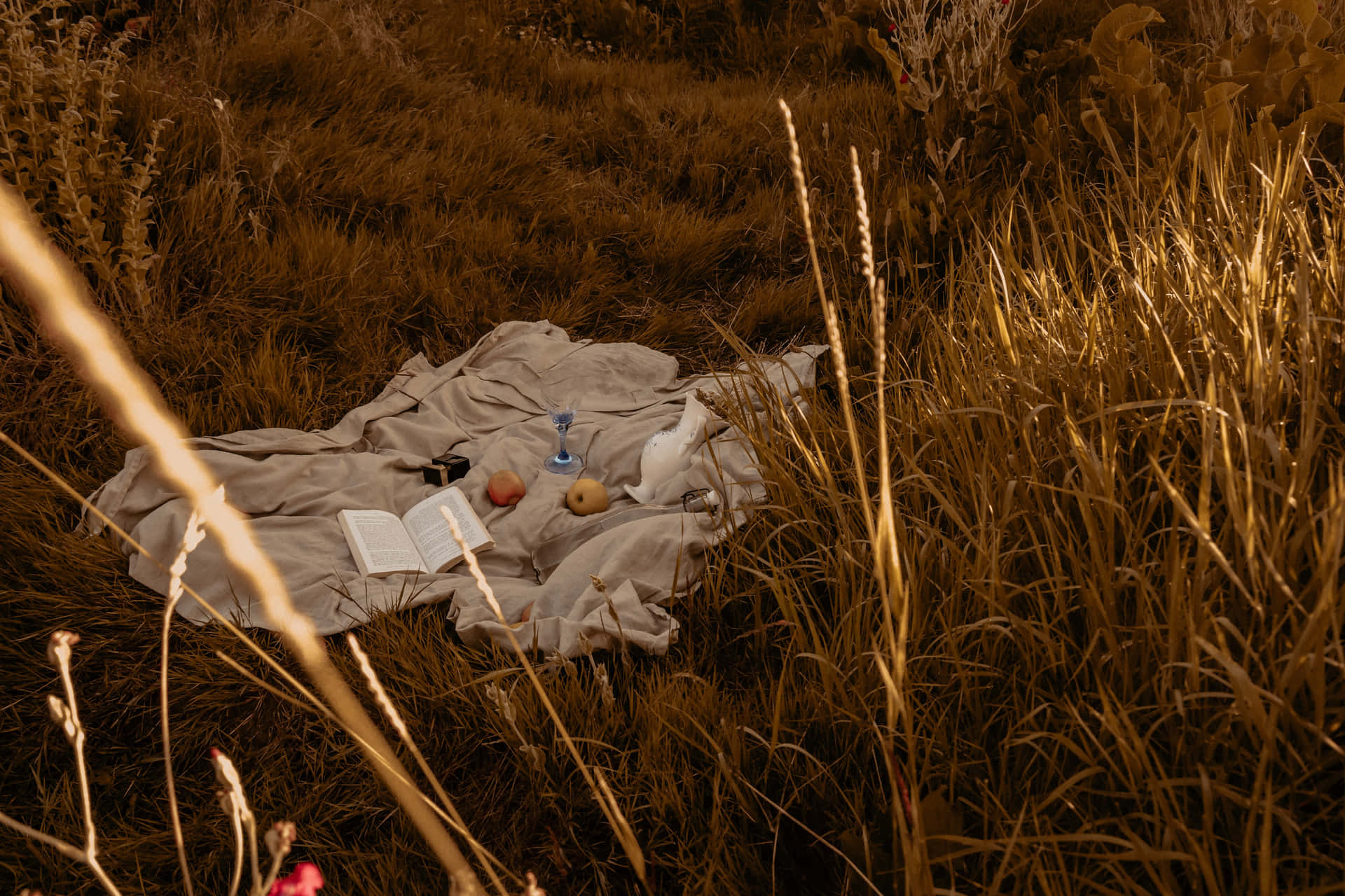 夕陽下，毛毯連同書本、水果和玻璃杯放在高高的金色草叢中。 — 田園美學動圖 壁紙