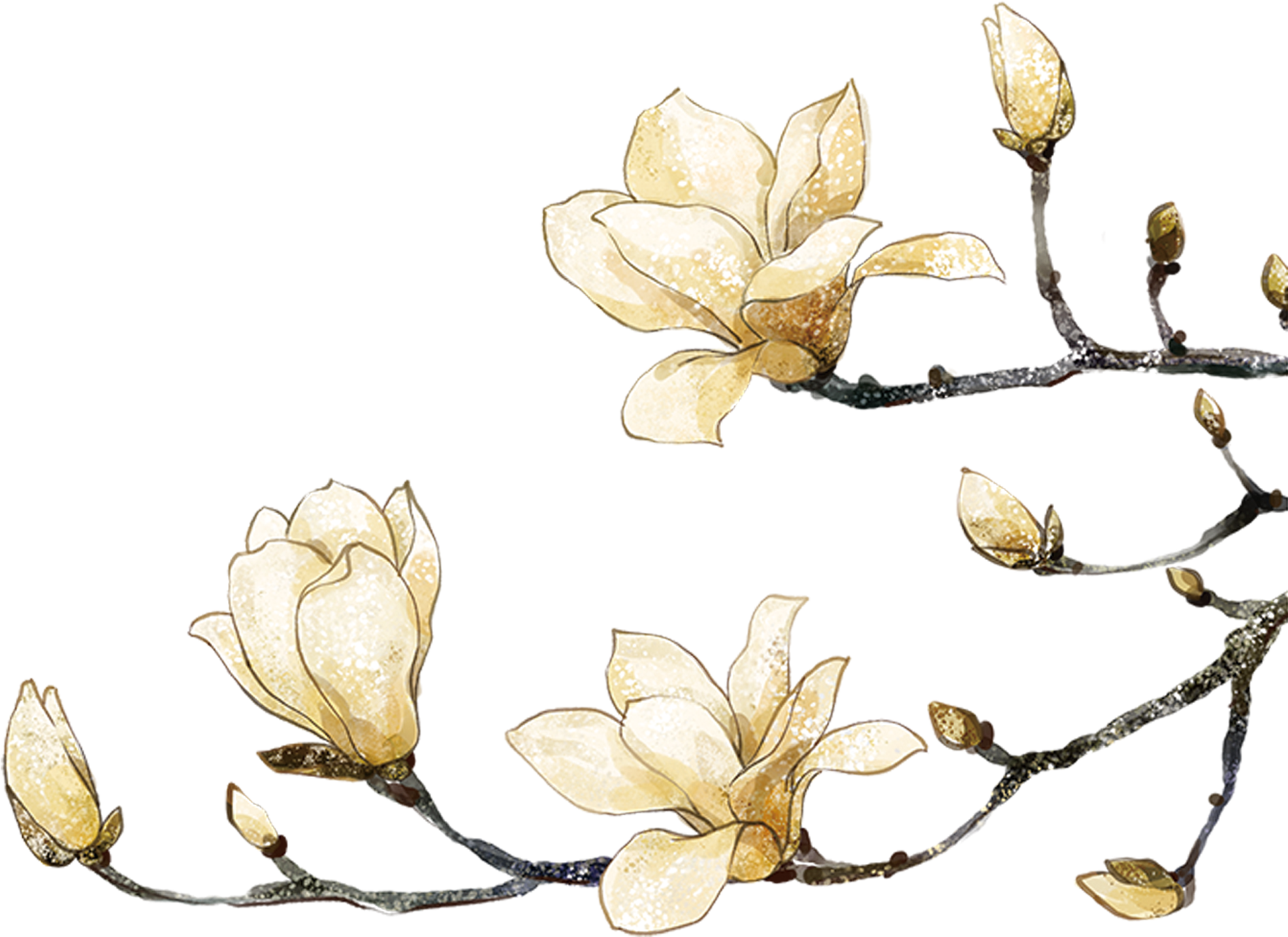 木蘭 桌布 壁紙 — 金色木蘭花和花蕾在純黑背景上閃爍微光，莖幹閃閃發亮。