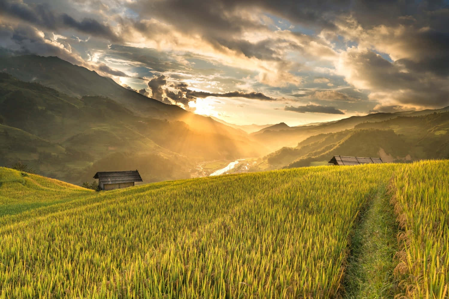 農業 桌布 壁紙 — 金色梯田在戲劇性的夕陽光線下波動，光線穿過山谷上空的暴風雲。