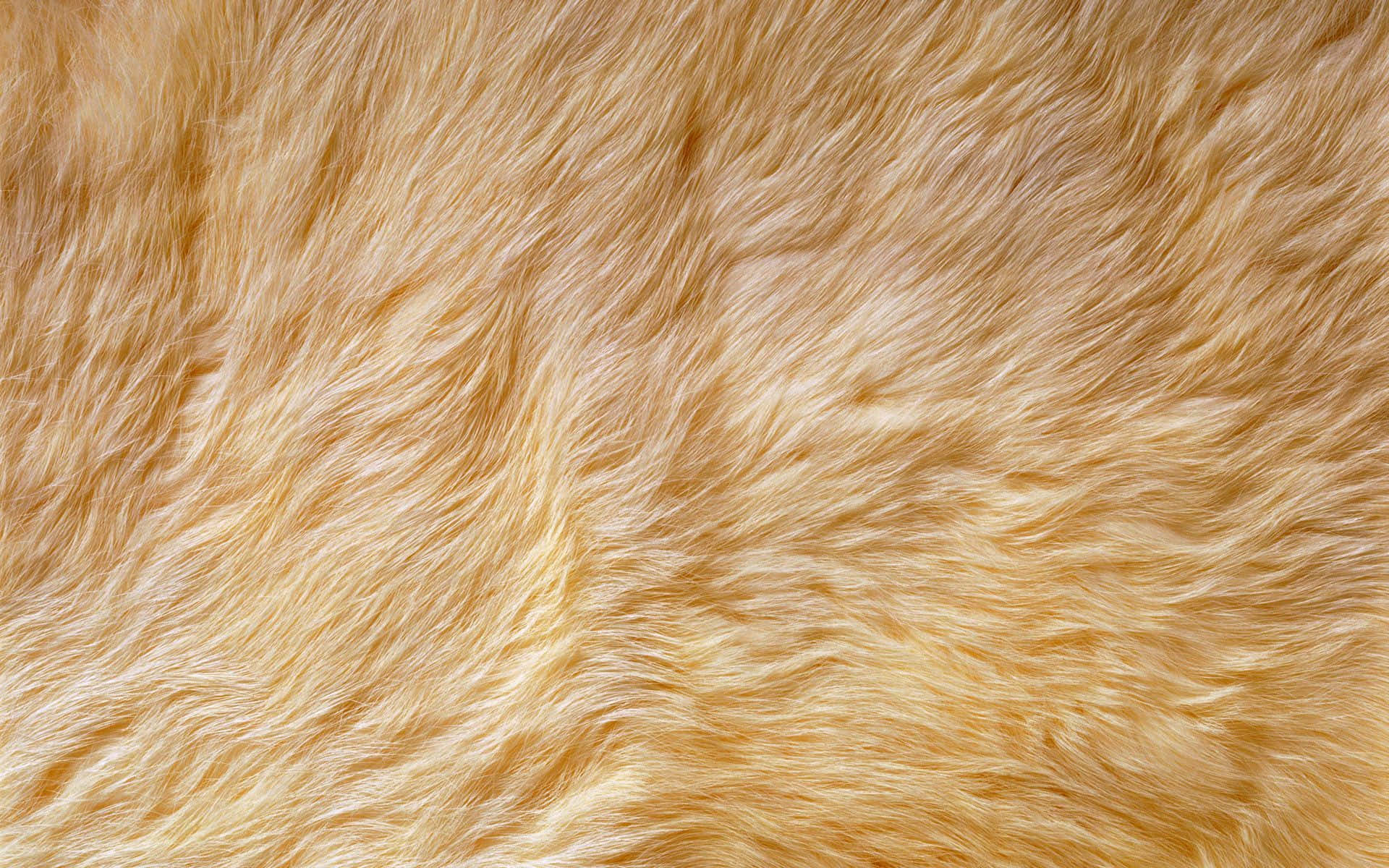 fur 桌布 壁紙 — 金色棕色柔軟毛髮的特寫，帶有自然流動的髮絲和細微的高光。