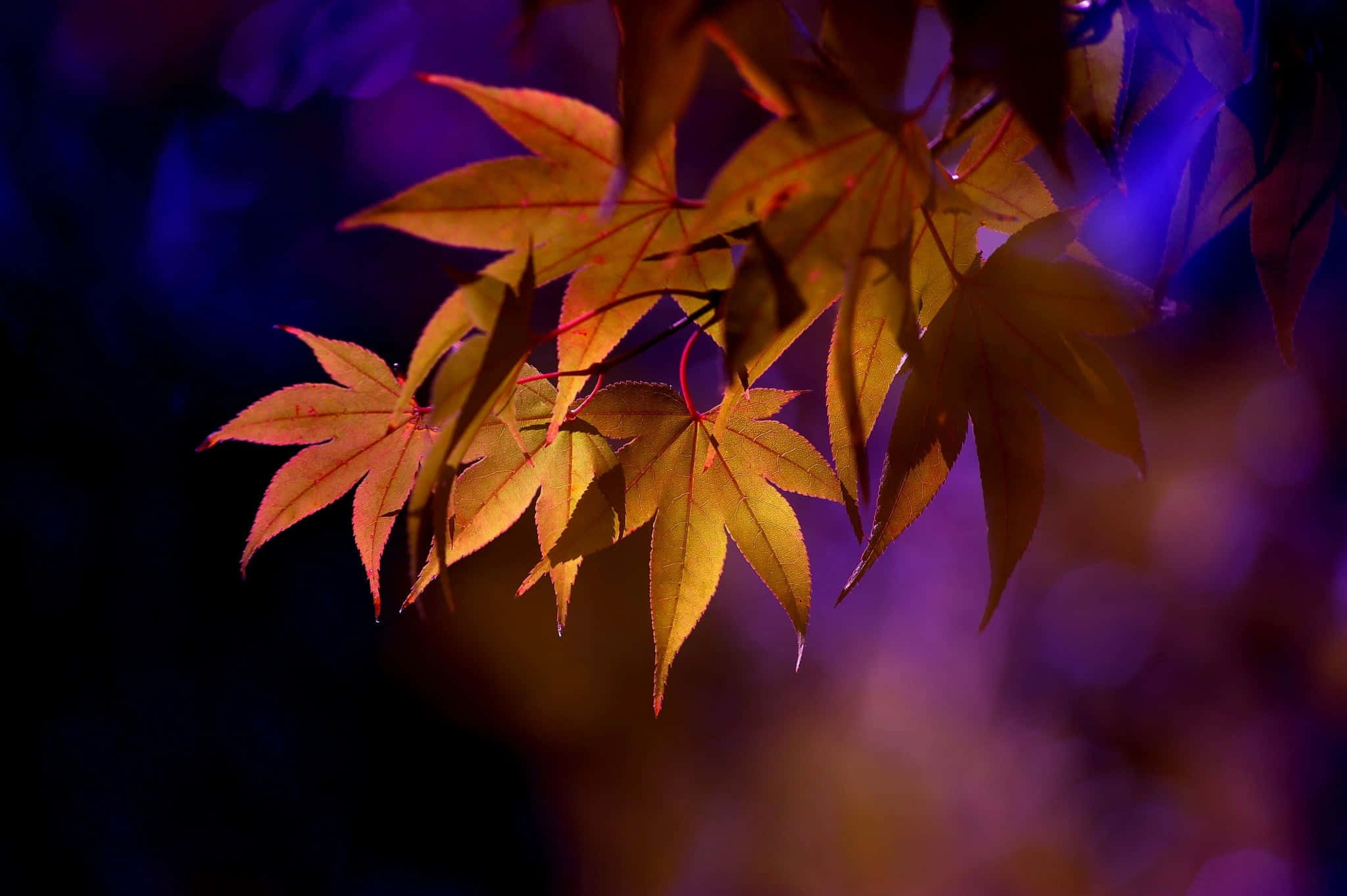 Brown Leaves 桌布 壁紙 — 金色楓葉在夜間深紫色散景背景下溫暖地發光。
