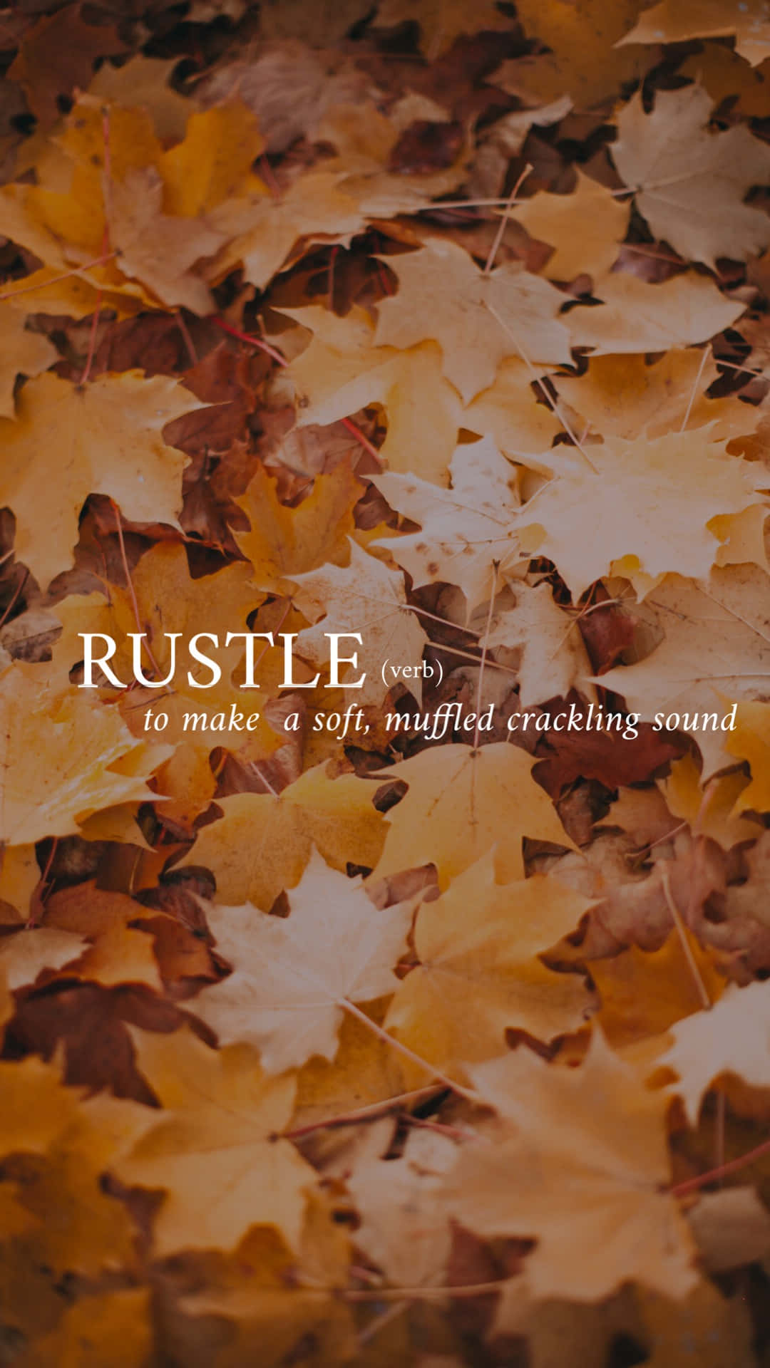 美學字眼 桌布 壁紙 — 金色楓葉覆蓋地面的特寫，上面疊加著「RUSTLE」一詞。