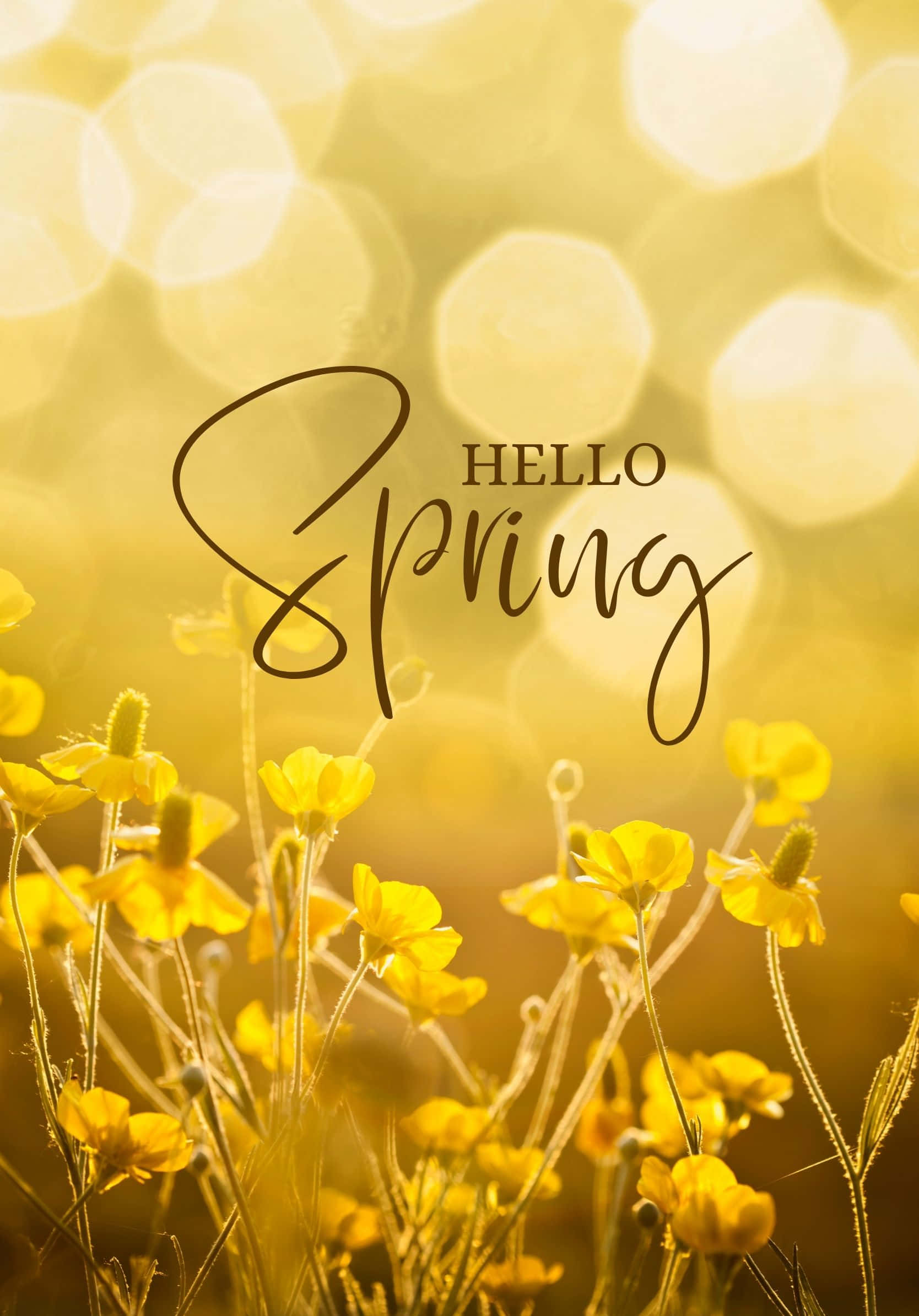 Spring Aesthetic 桌布 壁紙 — 金色毛茛在柔和陽光下盛開，搭配散景燈光和優雅草書文字 hello spring。