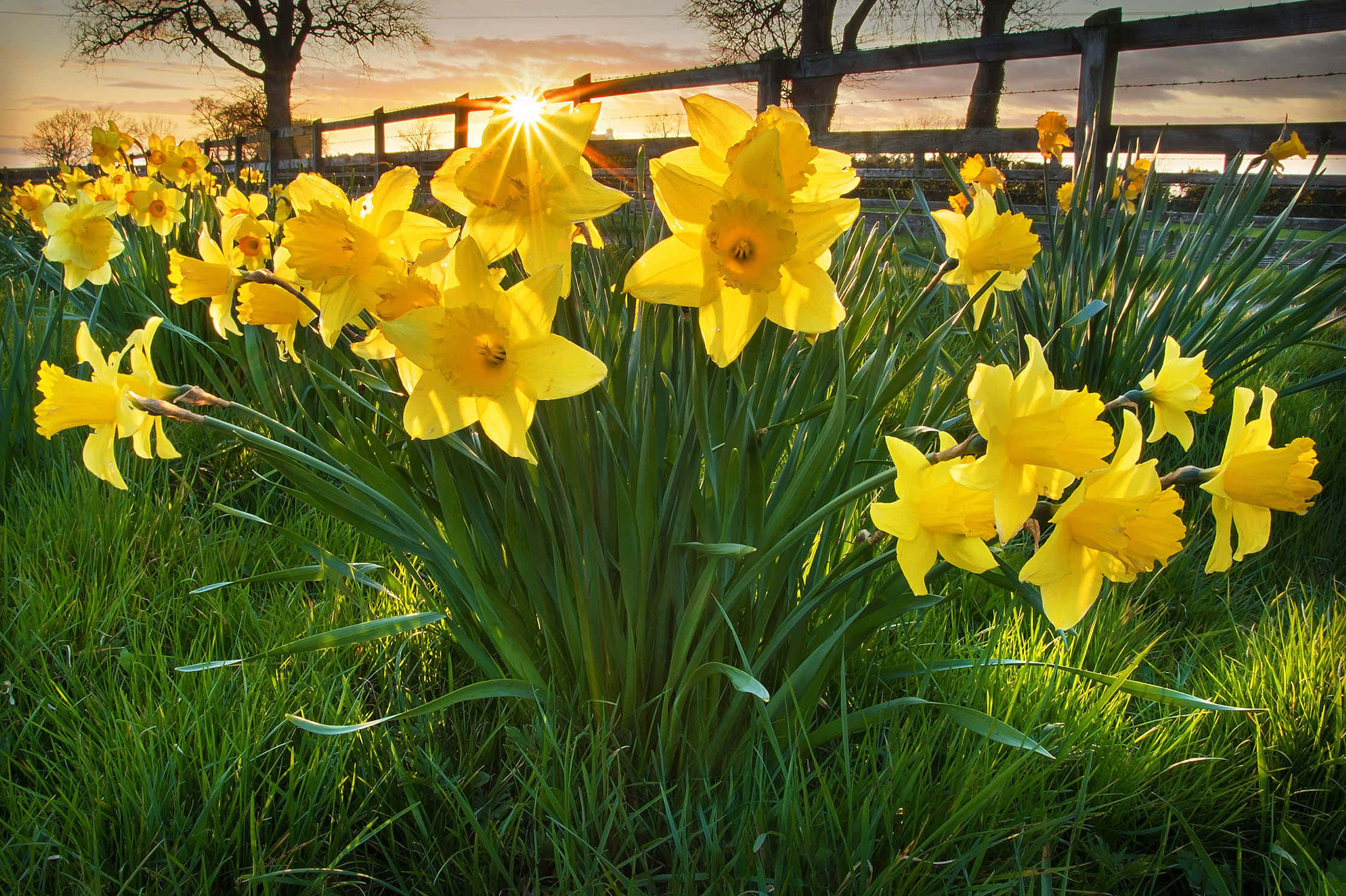 Daffodil 桌布 壁紙 — 金色水仙花在陽光明媚的田野中盛開，日出時溫暖的光線穿過花瓣。
