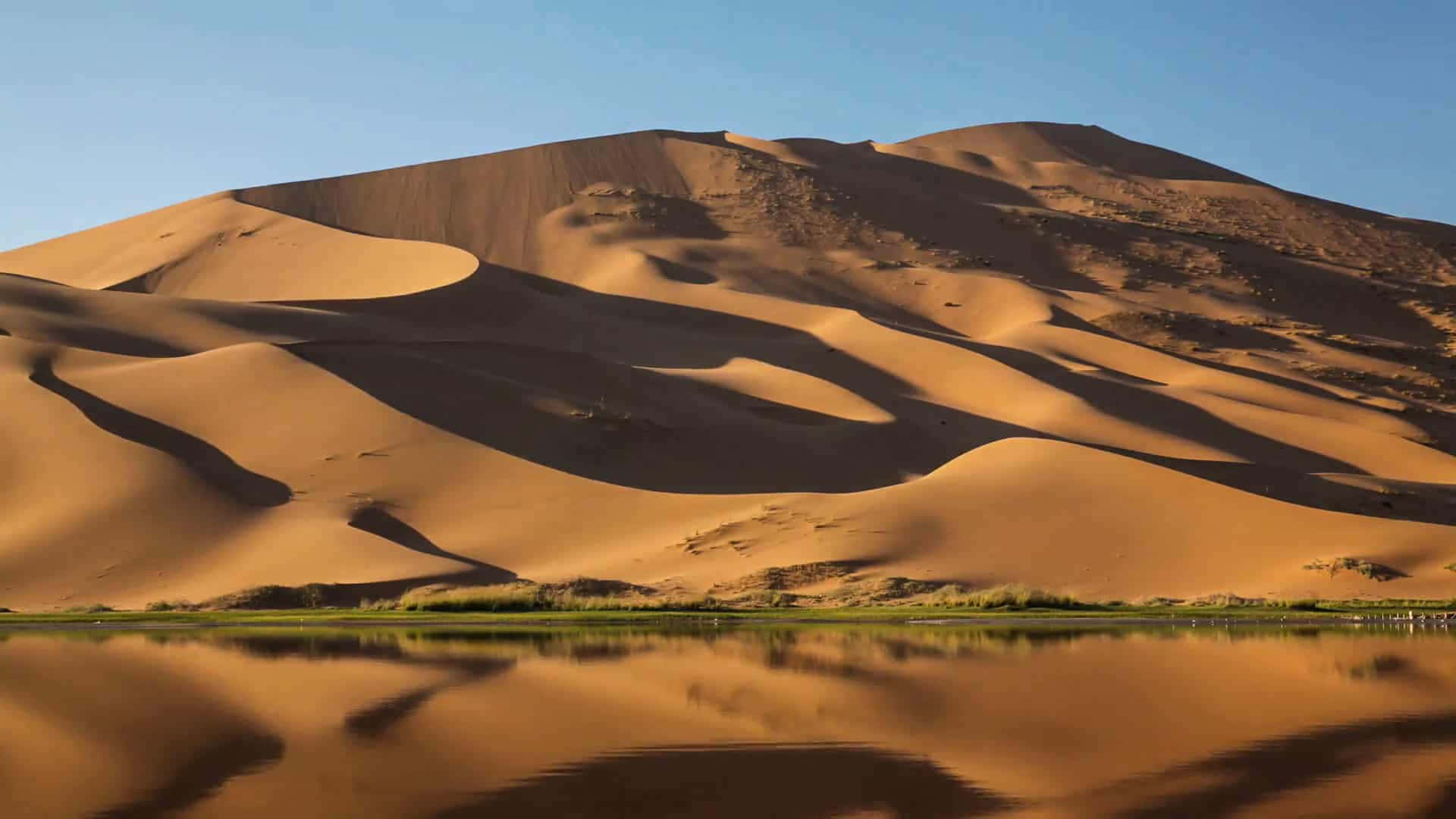 Dune 桌布 壁紙 — 金色沙丘在清澈的藍天下雄偉地升起，其曲線完美地倒映在下方寧靜的綠洲湖中。