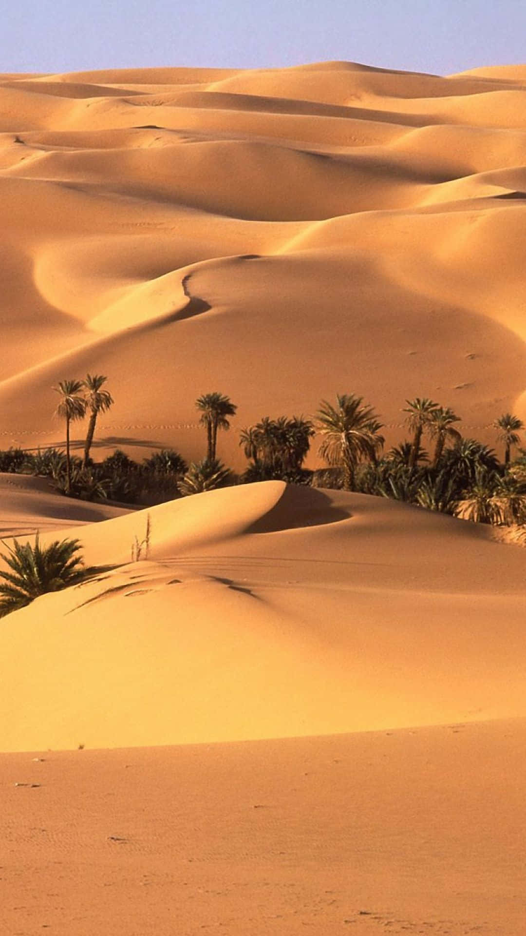 Desert 桌布 壁紙 — 金色沙丘在溫暖陽光下起伏，沙漠前景中有一叢棕櫚樹堅韌地挺立。