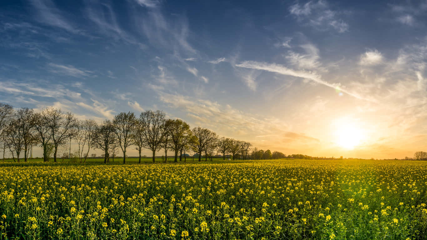 Spring Sunset 桌布 壁紙 — 金色油菜花田在晴朗藍天與縷縷白雲下延伸，夕陽在一排光禿樹木後落下。