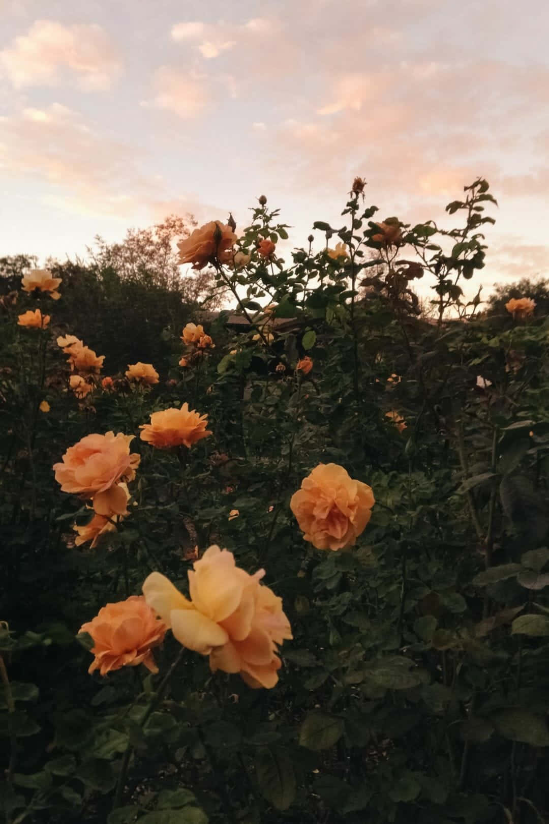 Beautiful Aesthetic 桌布 壁紙 — 金色玫瑰在柔和的暮光中綻放，背景是帶有散雲的粉彩天空。