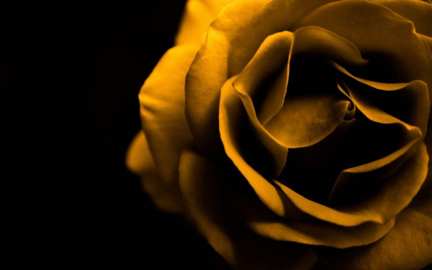 Rose Flower 桌布 壁紙 — 金色玫瑰在深黑色背景上柔和發光的特寫，帶有戲劇性燈光。