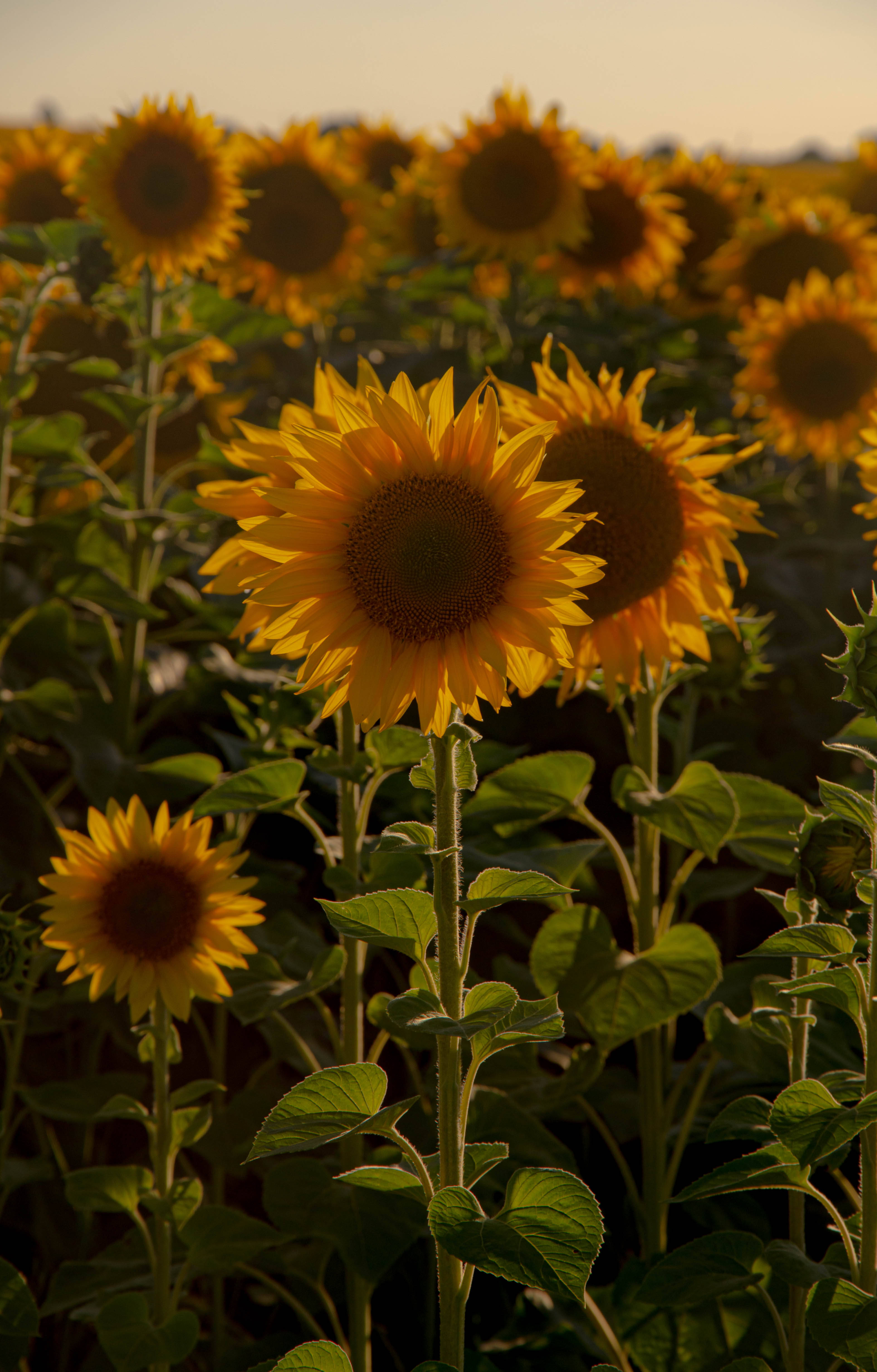 Sunflower Aesthetic 桌布 壁紙 — 金色的向日葵在陽光明媚的田野中輕輕搖曳，帶有溫暖的逆光和對遠處花朵的柔和焦點。