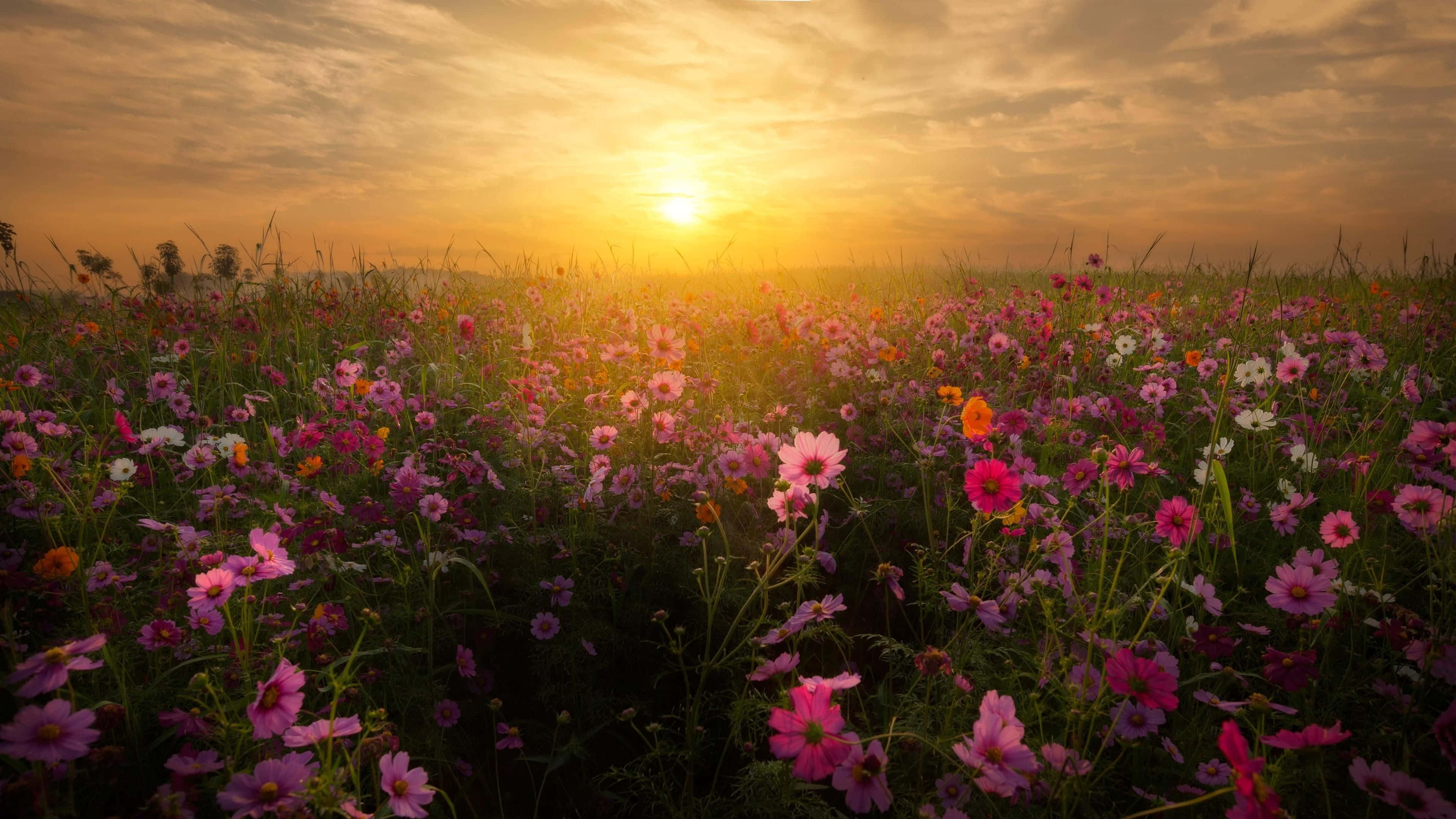 Garden 桌布 壁紙 — 金色的夕陽將一片廣闊的粉紅色、紫色和白色大波斯菊花田沐浴在溫暖閃耀的光芒中。